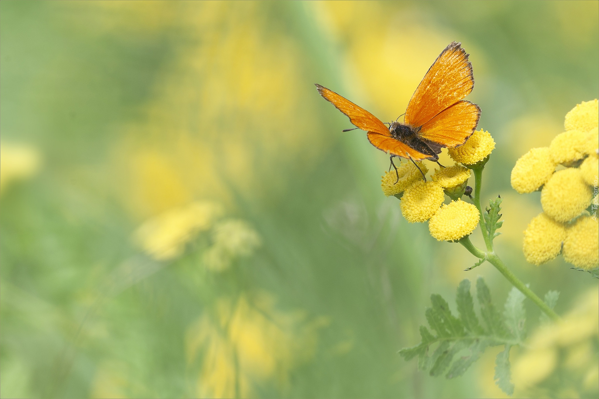 Kwiat, Wrotycz, Pomarańczowy, Motyl, Czerwończyk dukacik