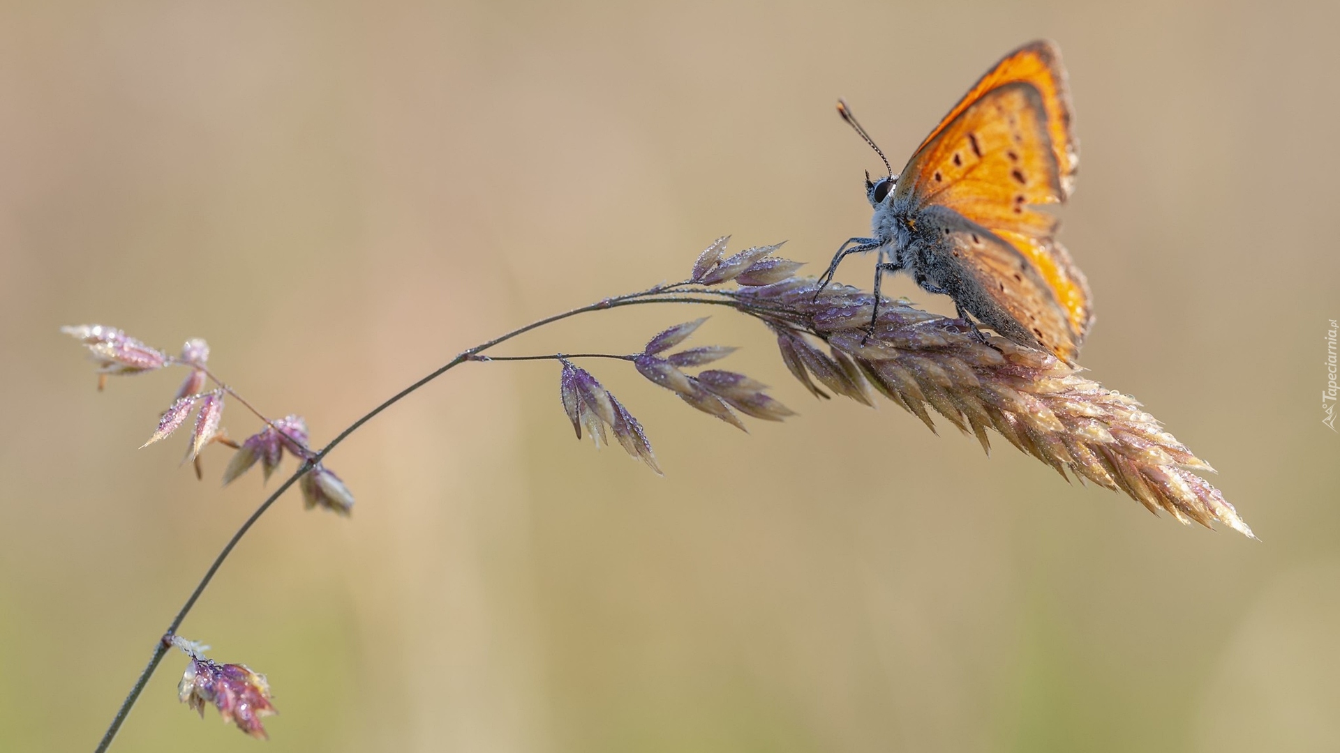 Motyl, Czerwończyk, Trawa, Źdźbło