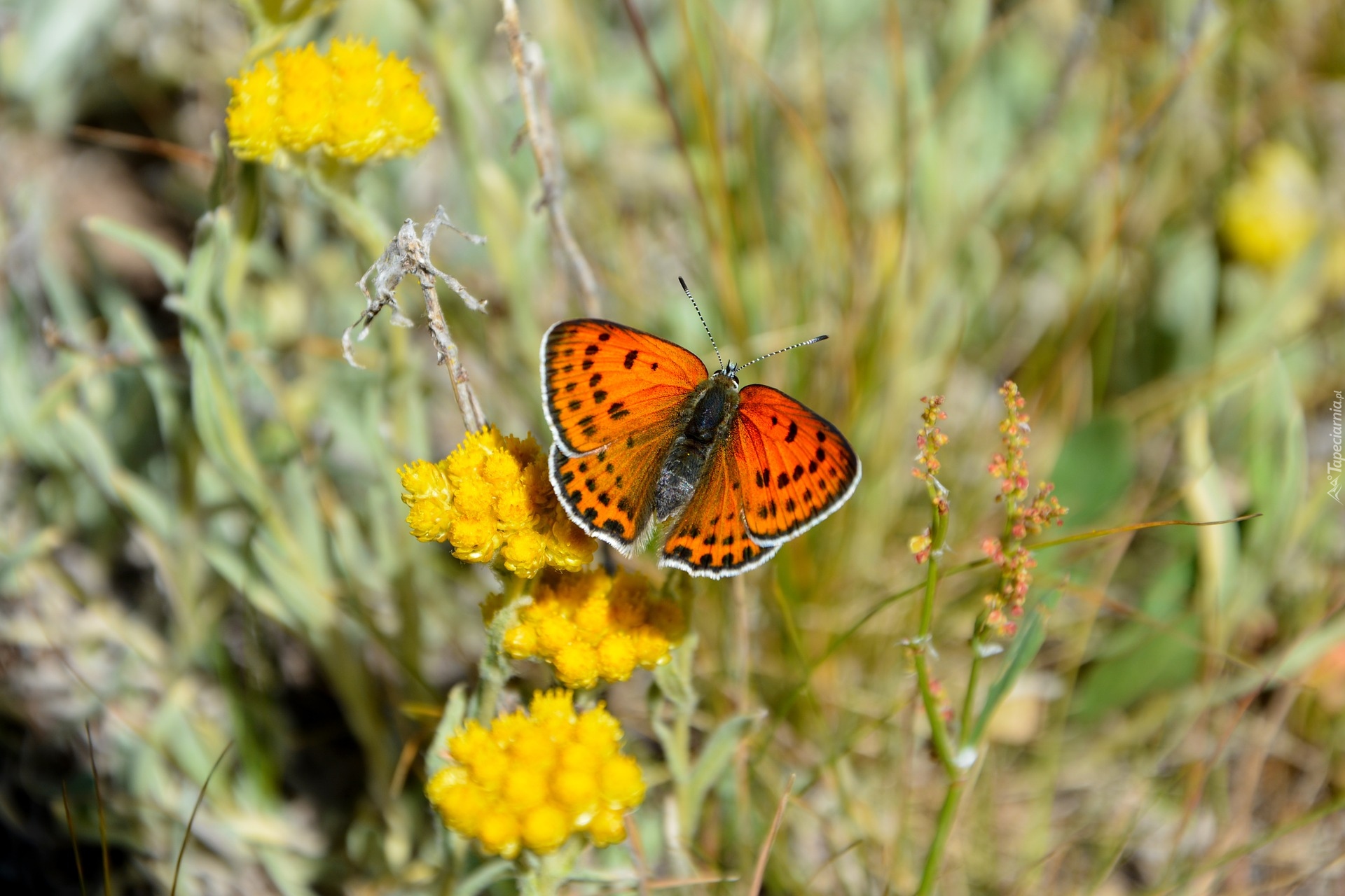 Kwiaty, Motyl, Czerwończyk nieparek