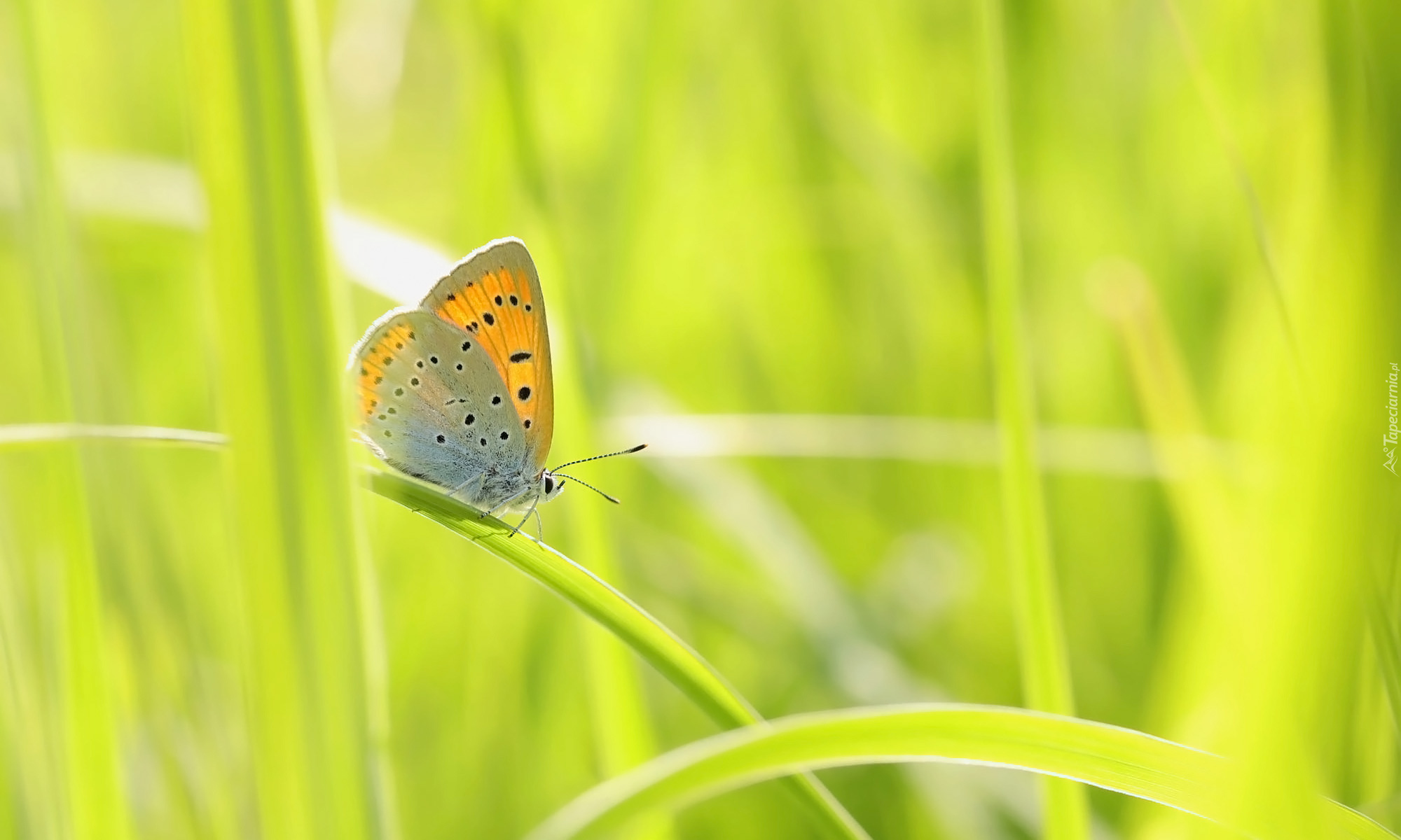 Motyl, Czerwończyk nieparek, Trawa, Źdźbła