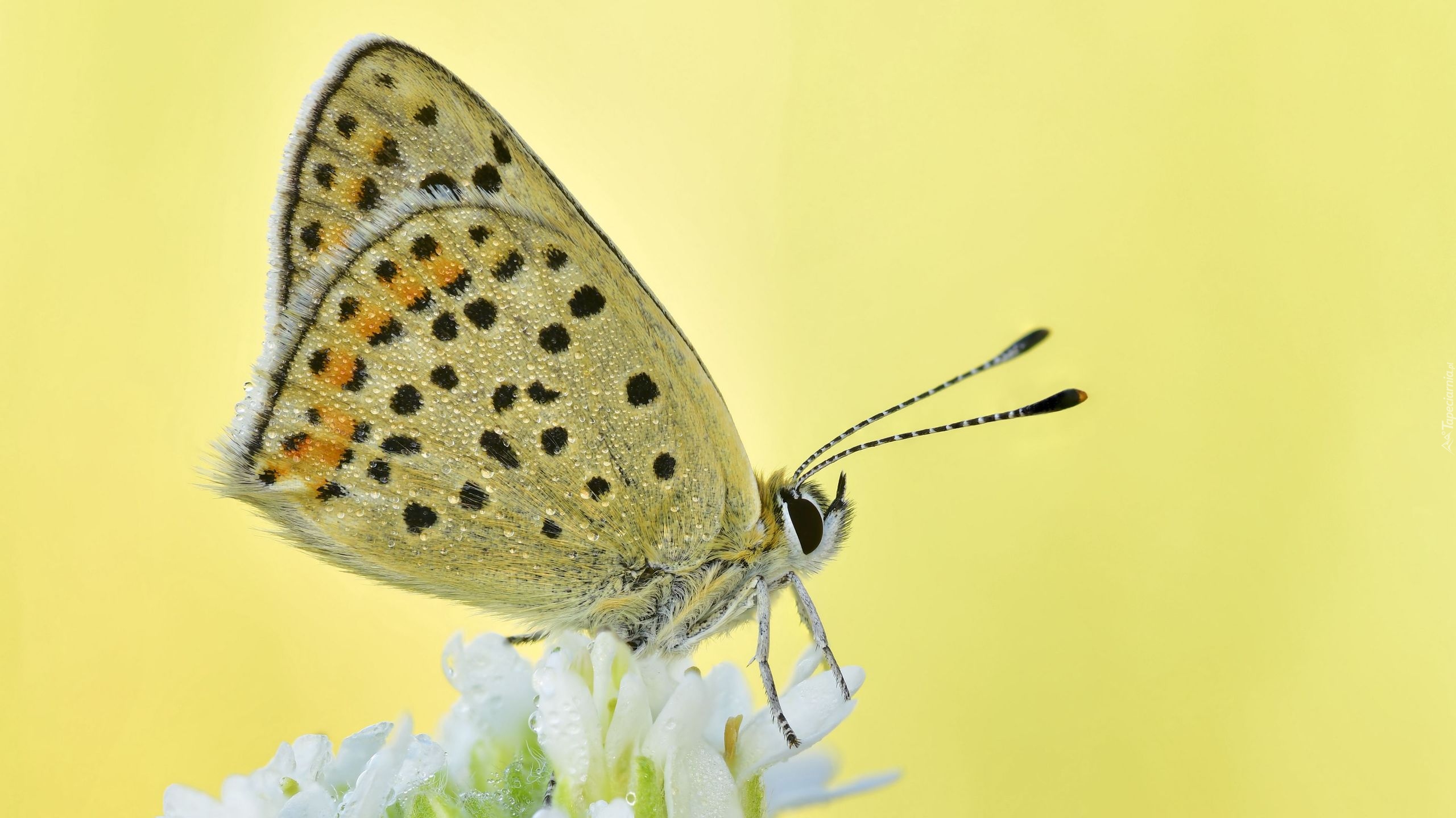 Motyl, Czerwończyk uroczek, Kwiat, Rozmycie, Makro