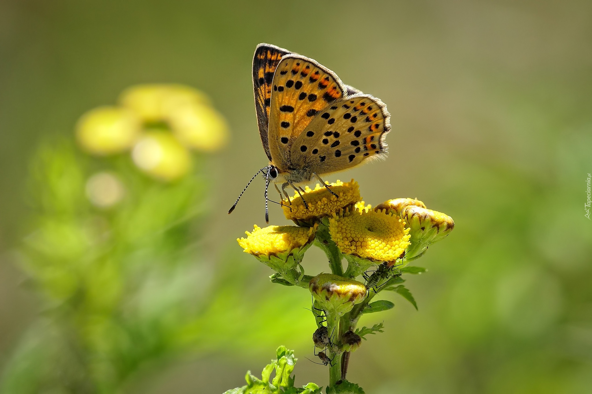Motyl, Czerwończyk uroczek, Żółte, Kwiaty