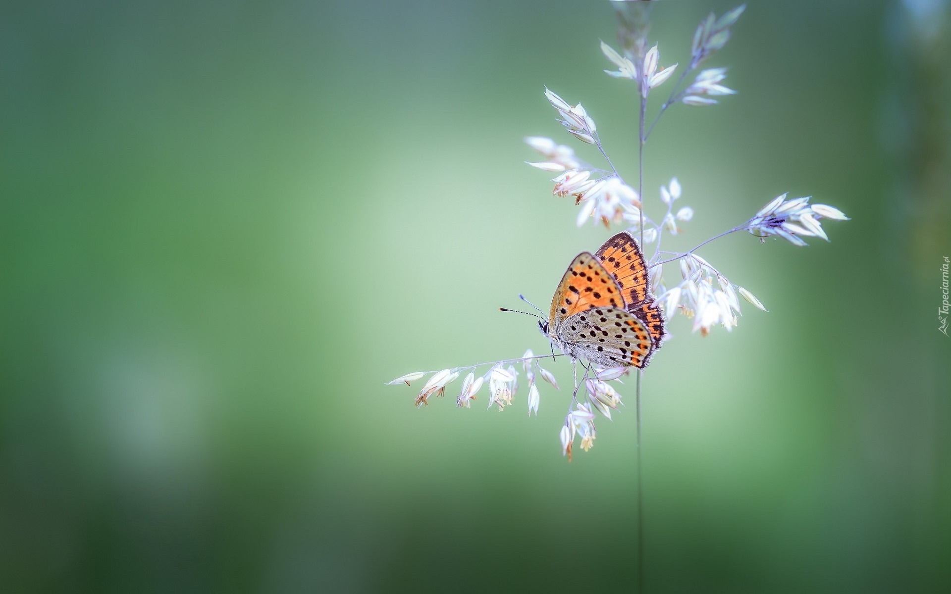 Źdźbło, Trawa, Motyl, Czerwończyk żarek