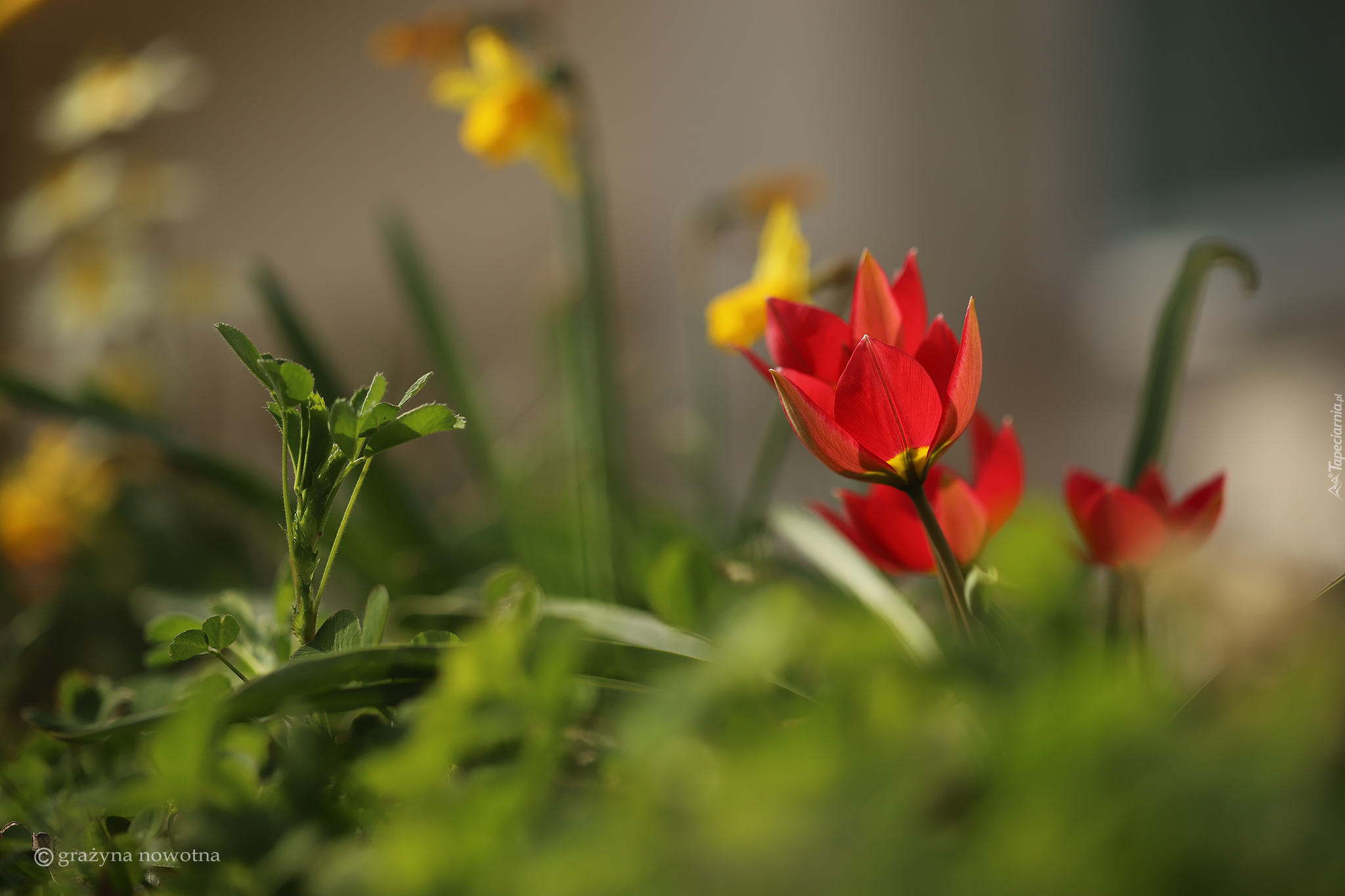 Dzikie tulipany, Czerwone, Kwiaty