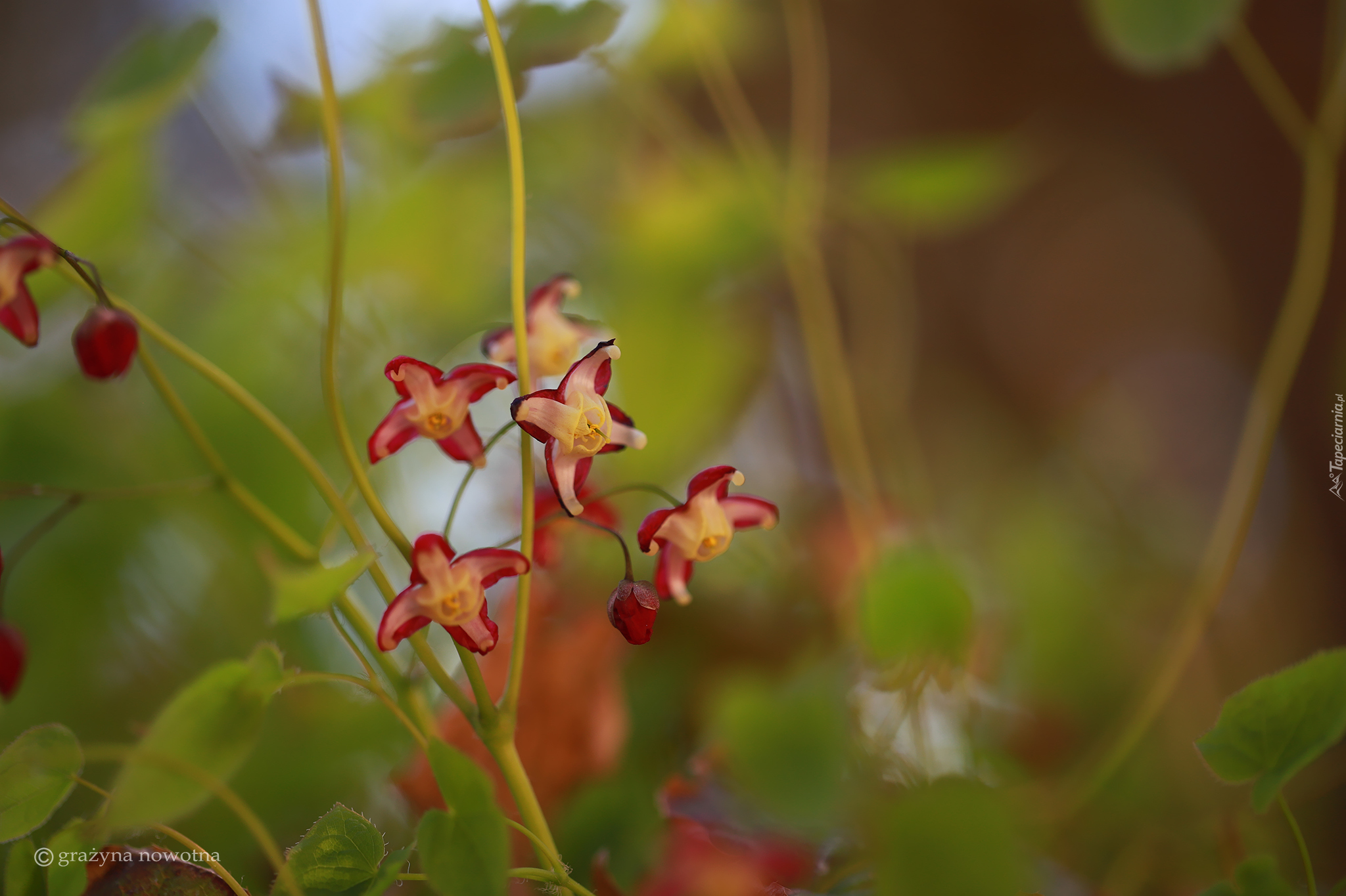 Epimedium, Czerwone, Kwiaty