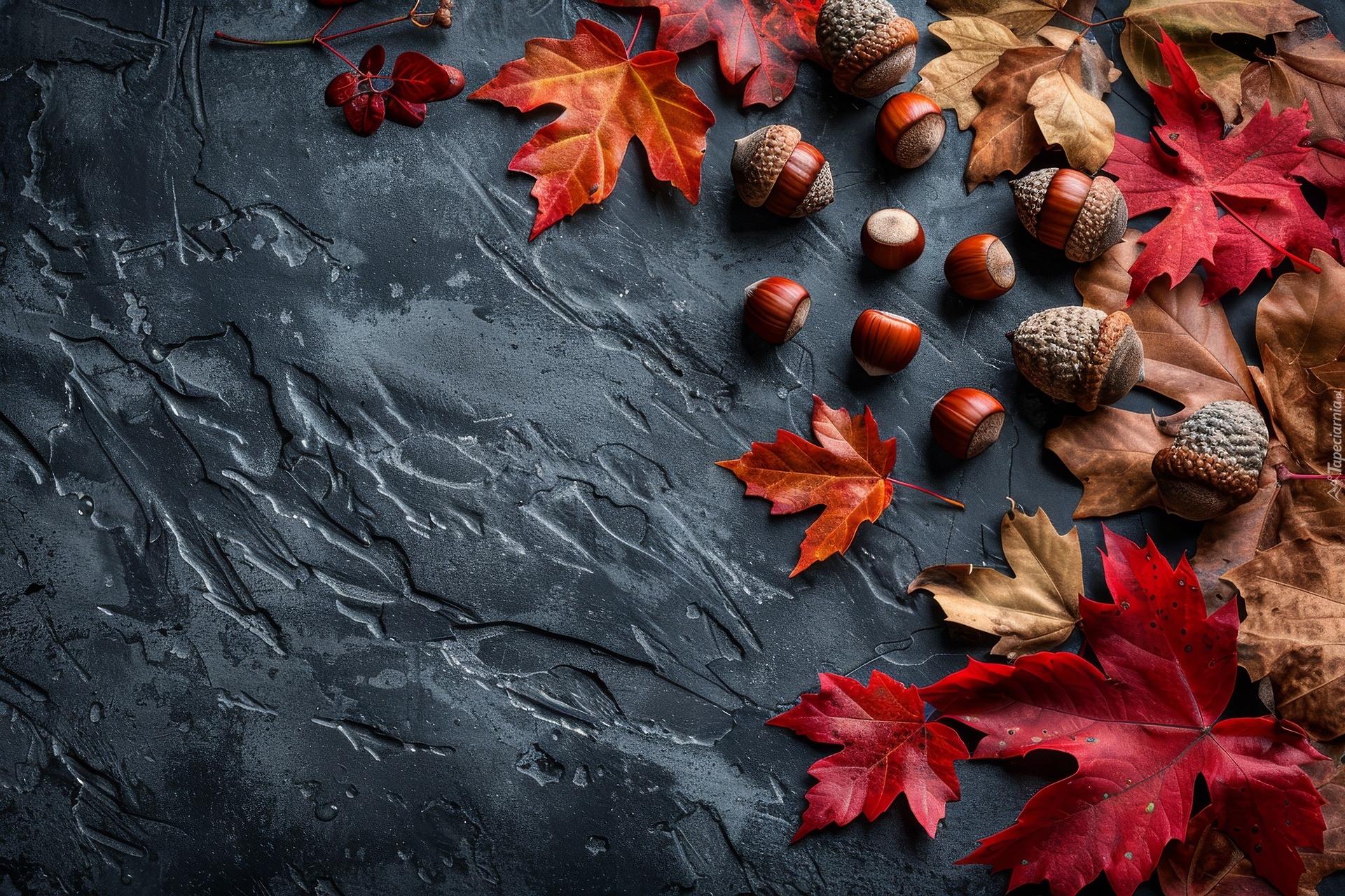 Czerwone, Brązowe, Liście, Klonu, Żołędzie, Czarne, Tło