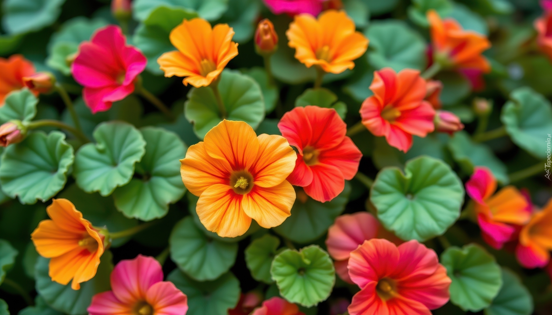 Czerwone, Pomarańczowe, Nasturcje, Liście