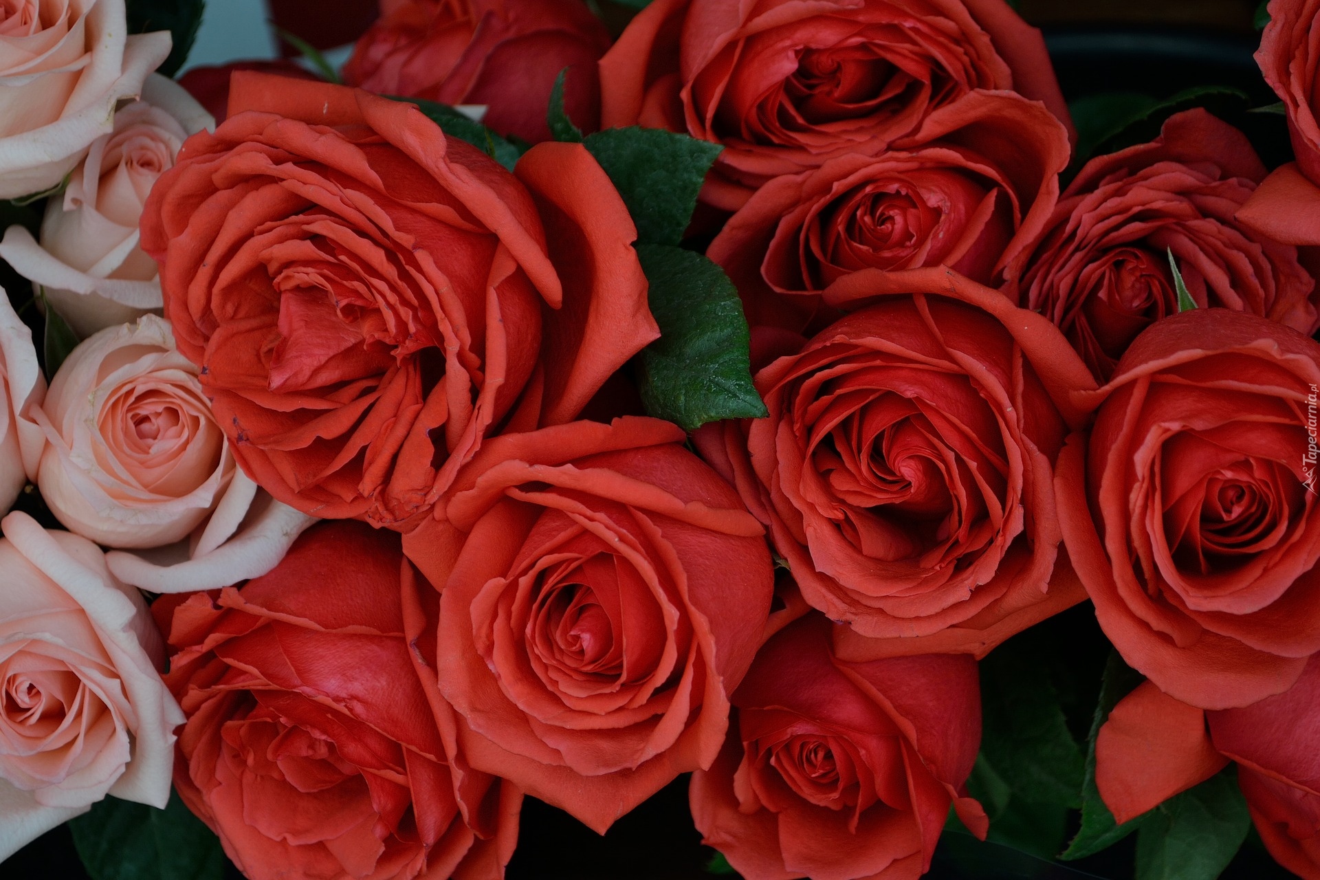 Czerwone, Różowe, Kwiaty, Róże
