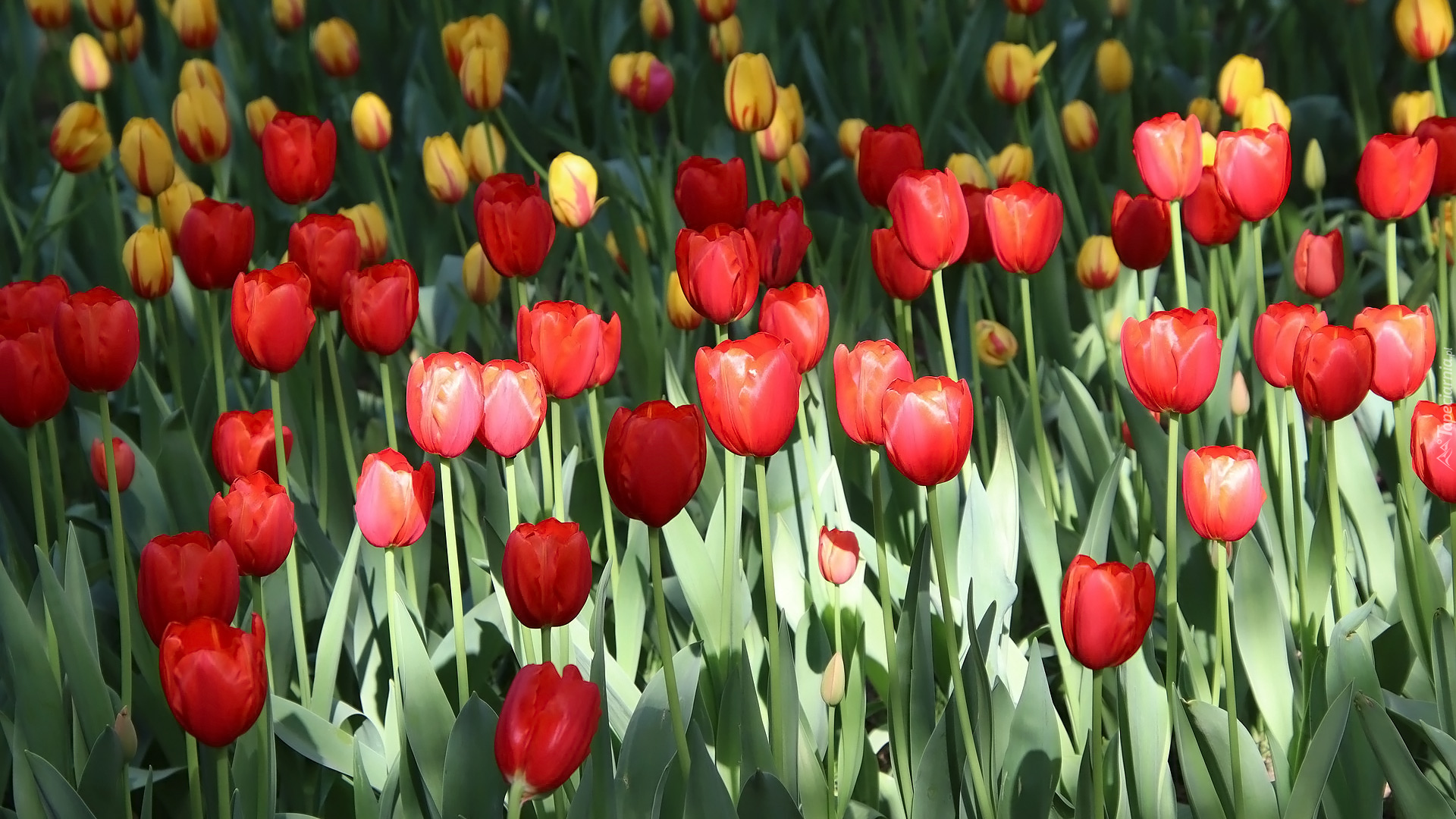 Kwiaty, Tulipany, Czerwone, Żółte, Listki