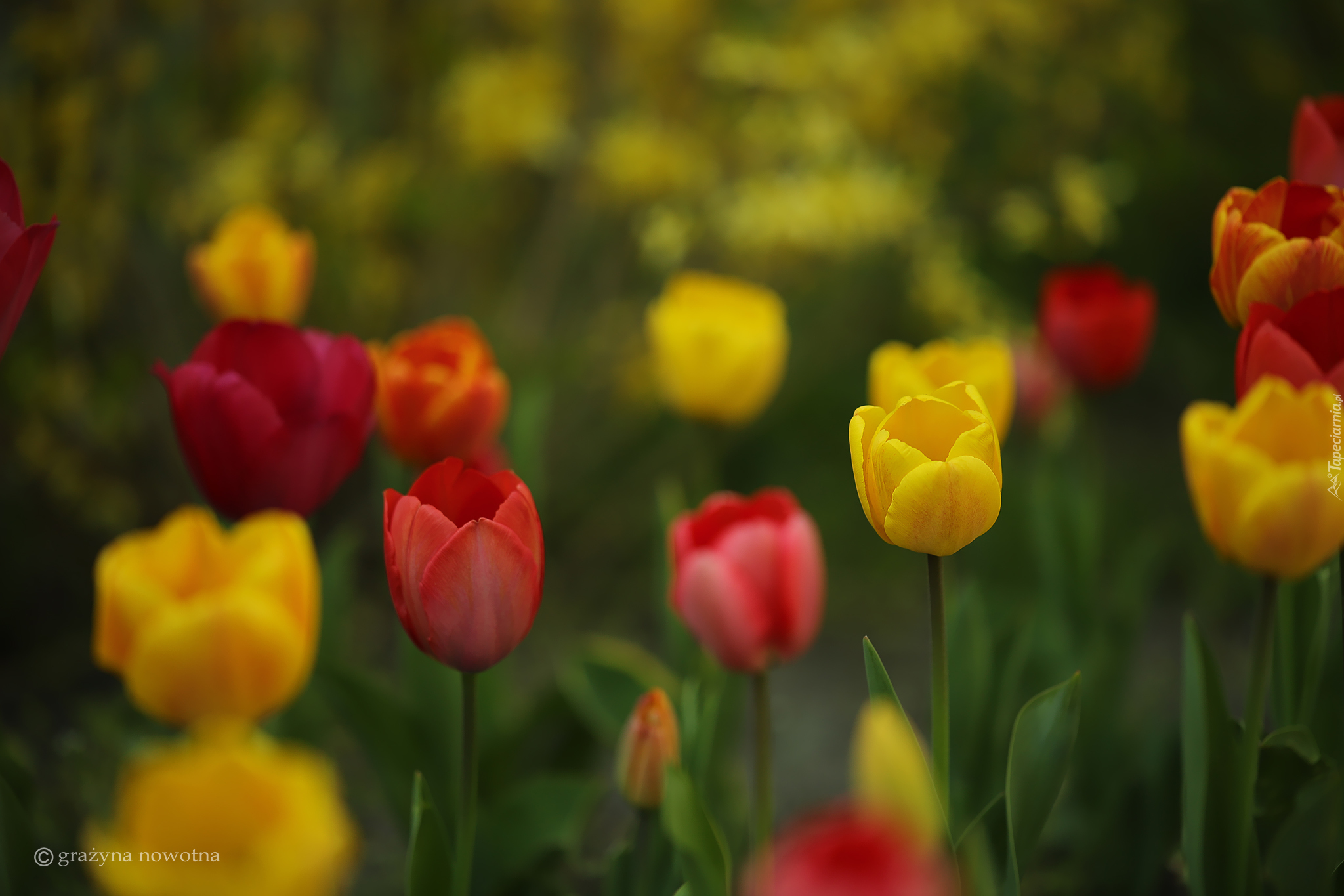 Kolorowe, Tulipany, Czerwone, Żółte, Kwiaty