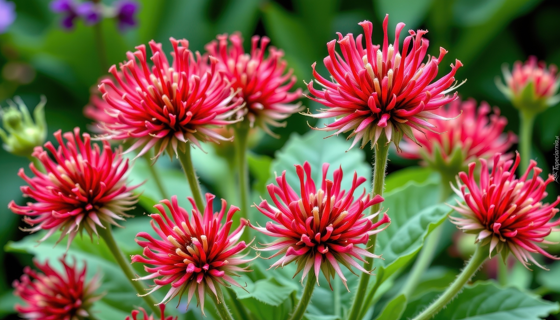 Czerwone, Igiełkowe, Kwiaty