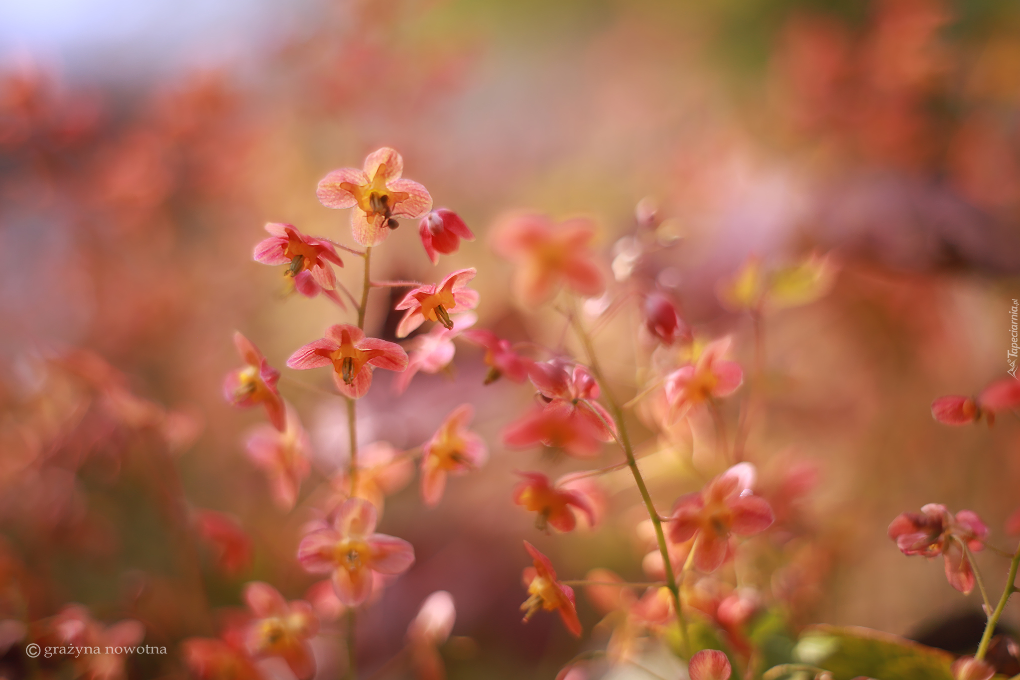 Epimedium, Czerwone, Kwiaty, Zbliżenie