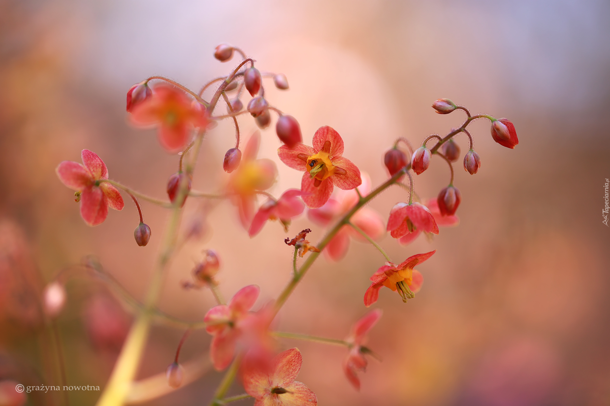 Czerwone, Kwiaty, Epimedium