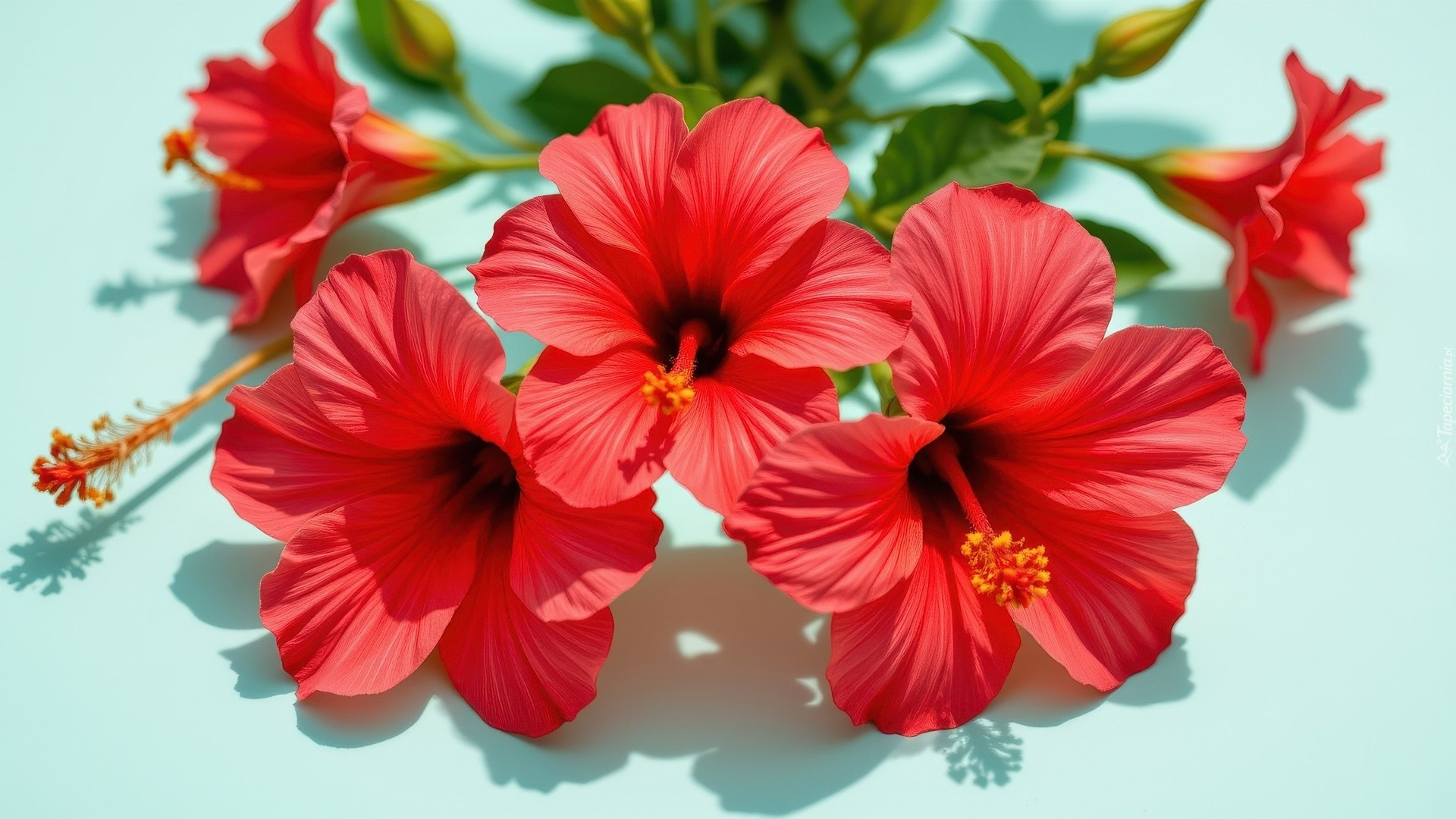 Czerwone Kwiaty Hibiskusa Na Seledynowym Tle