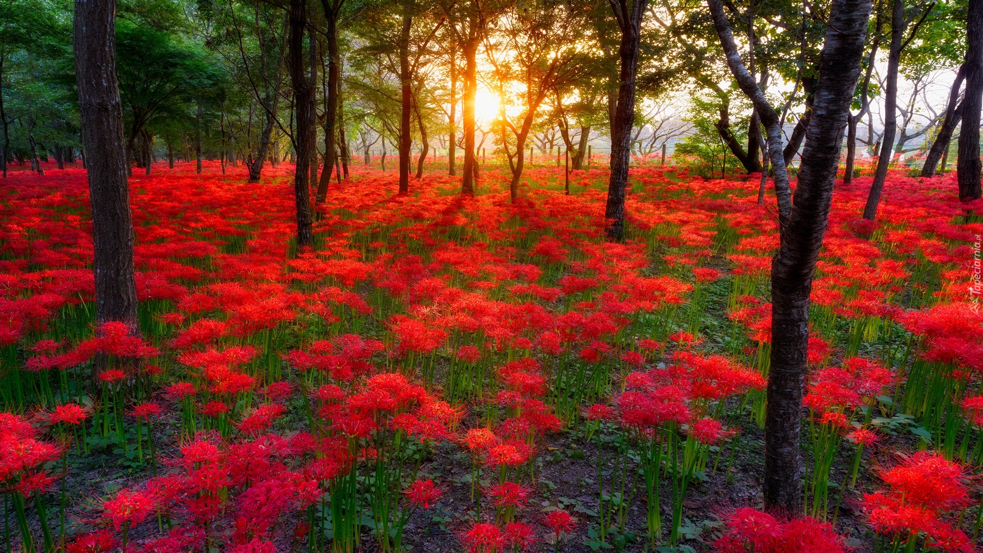 Drzewa, Czerwone, Kwiaty, Promienie słońca