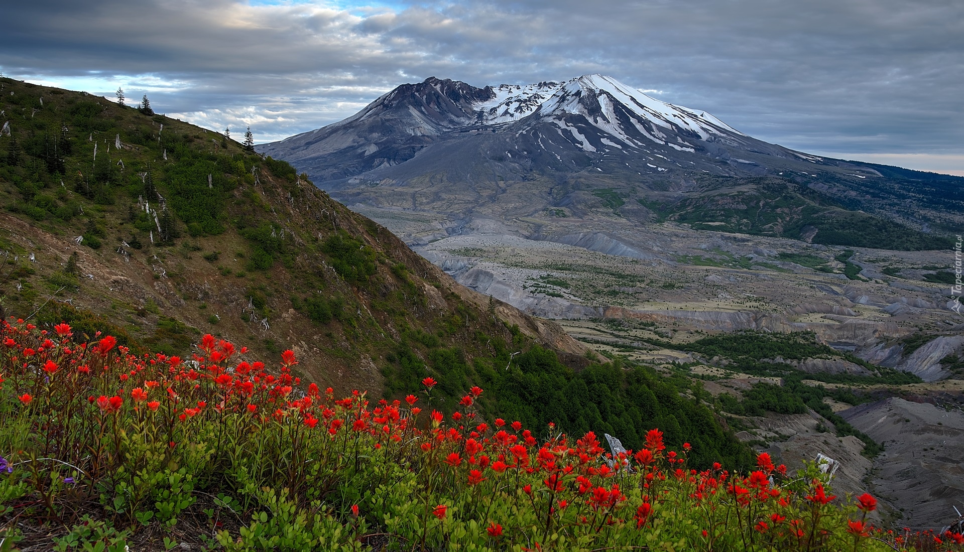 Góra, Wulkan, Mount St Helens, Kwiaty, Chmury, Stan Waszyngton, Stany Zjednoczone