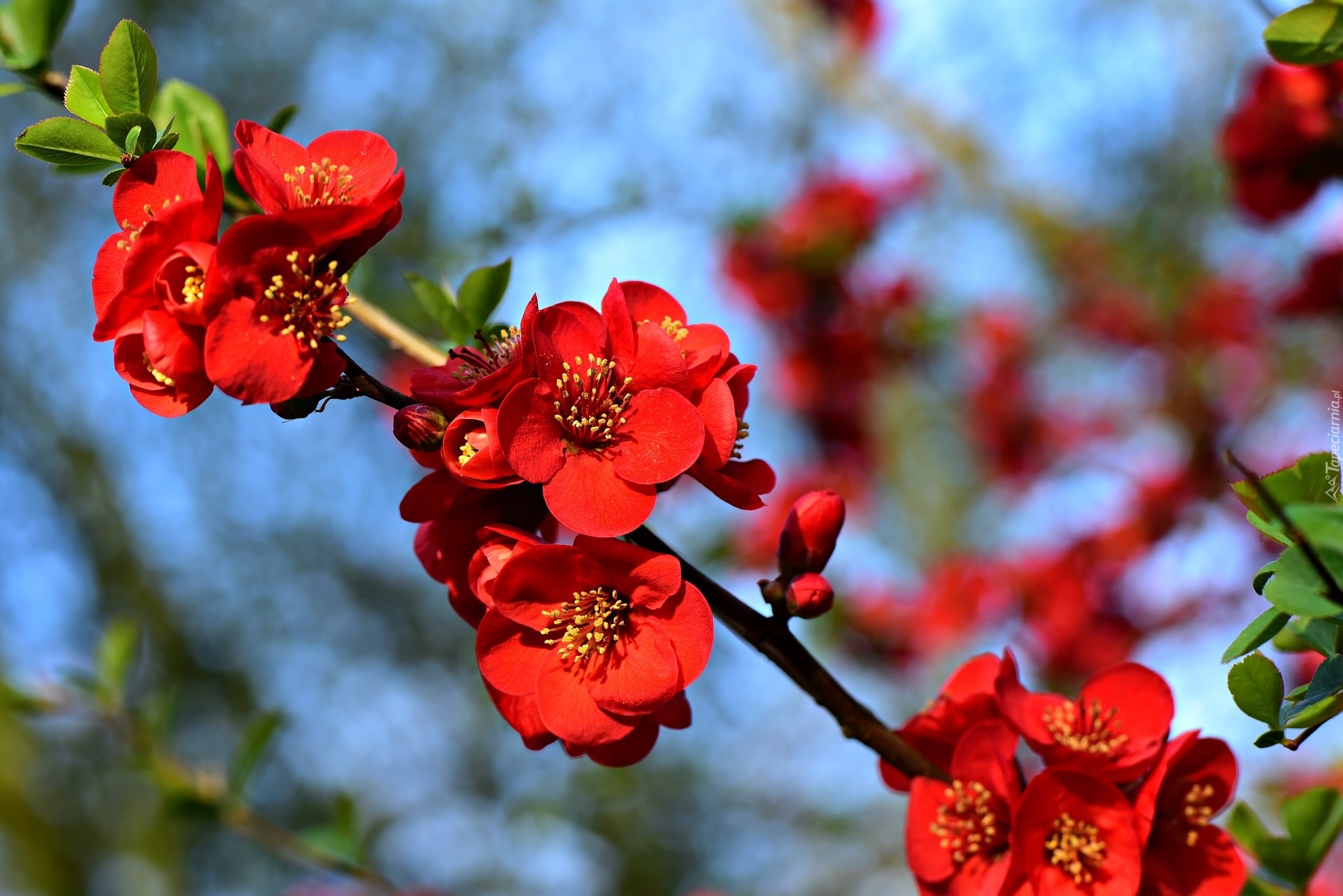 Pigwowiec japoński, Czerwone, Kwiaty, Gałązka