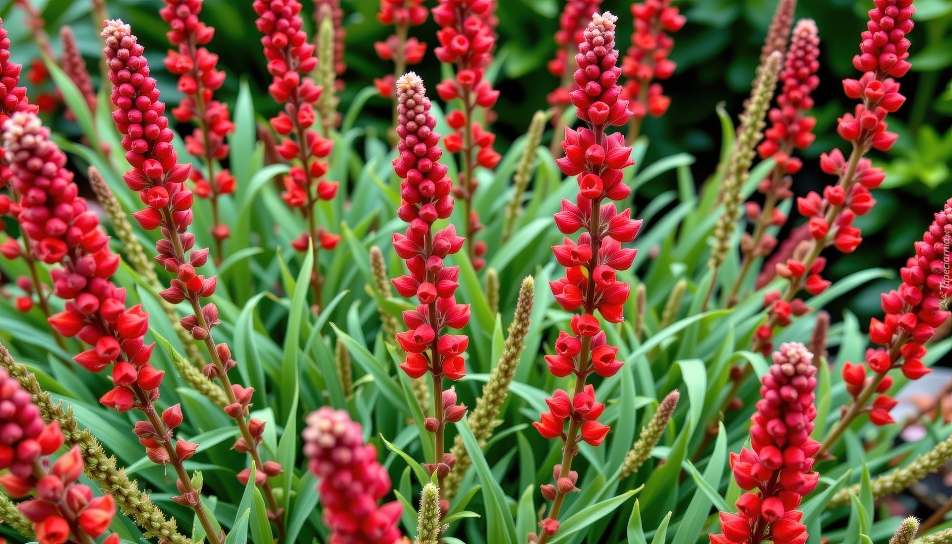 Czerwone, Smukłe, Kwiaty, Liście