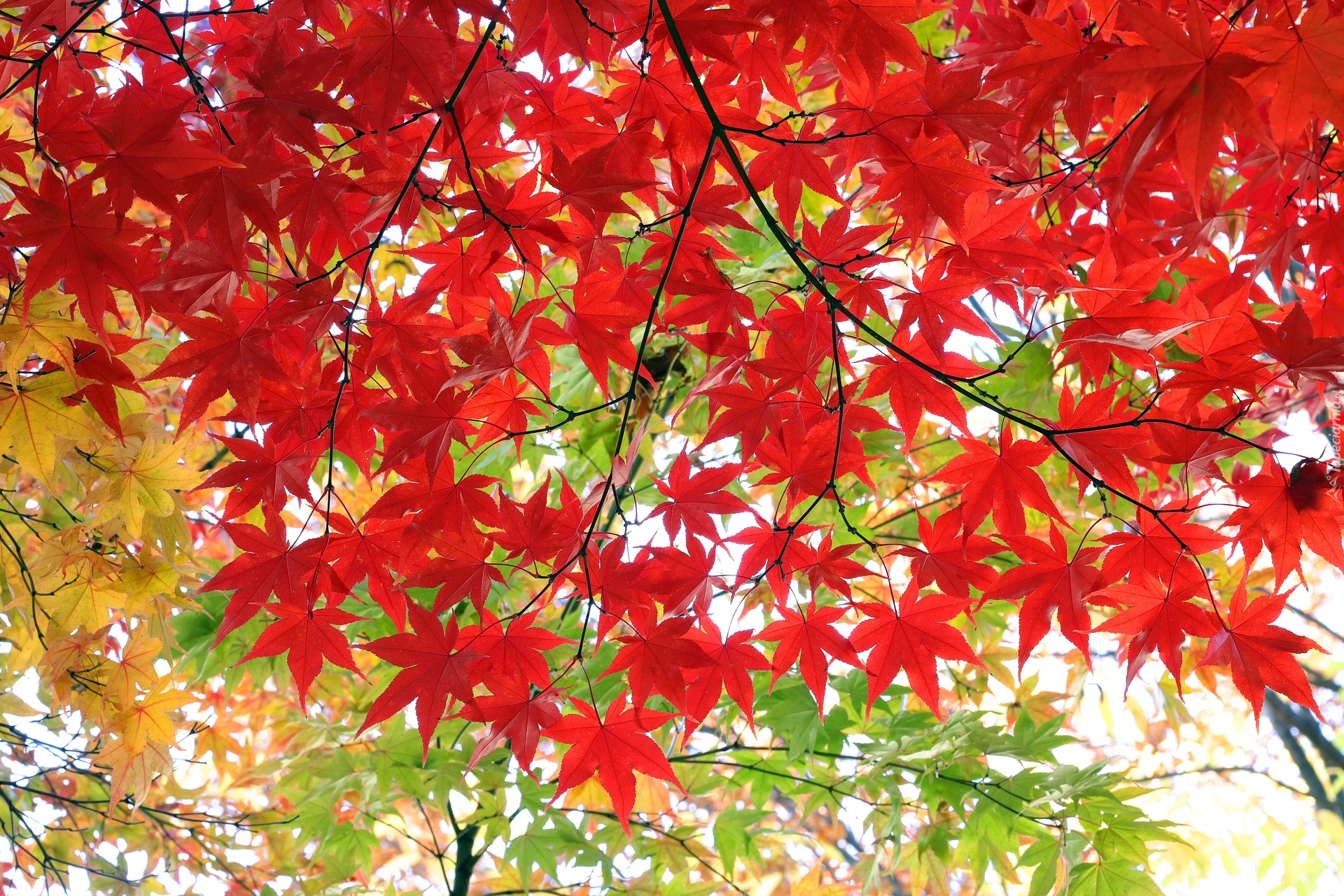 Drzewo, Klon, Kolorowe, Liście, Jesień