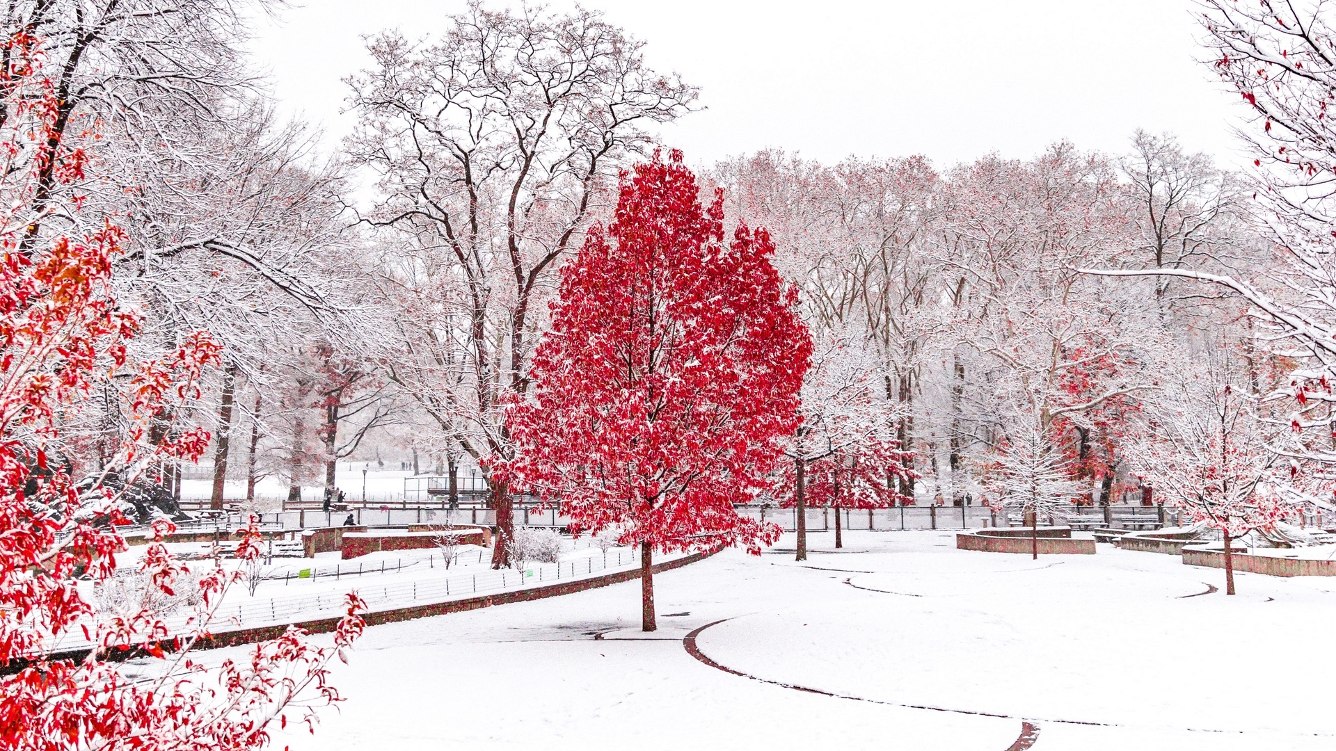 Zima, Śnieg, Park, Drzewa, Czerwone, Liście