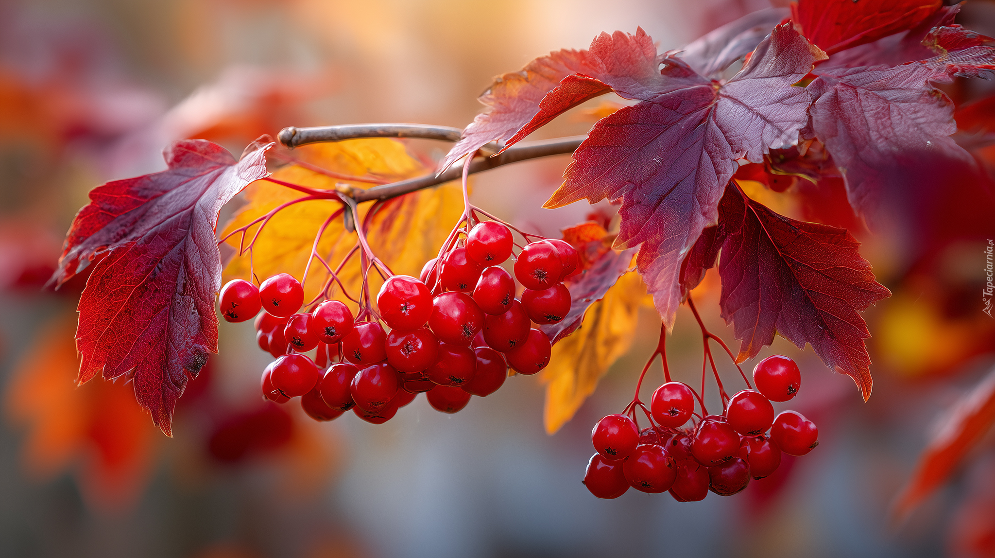 Jesienna, Gałązka, Czerwone, Owoce, Liście, Grafika