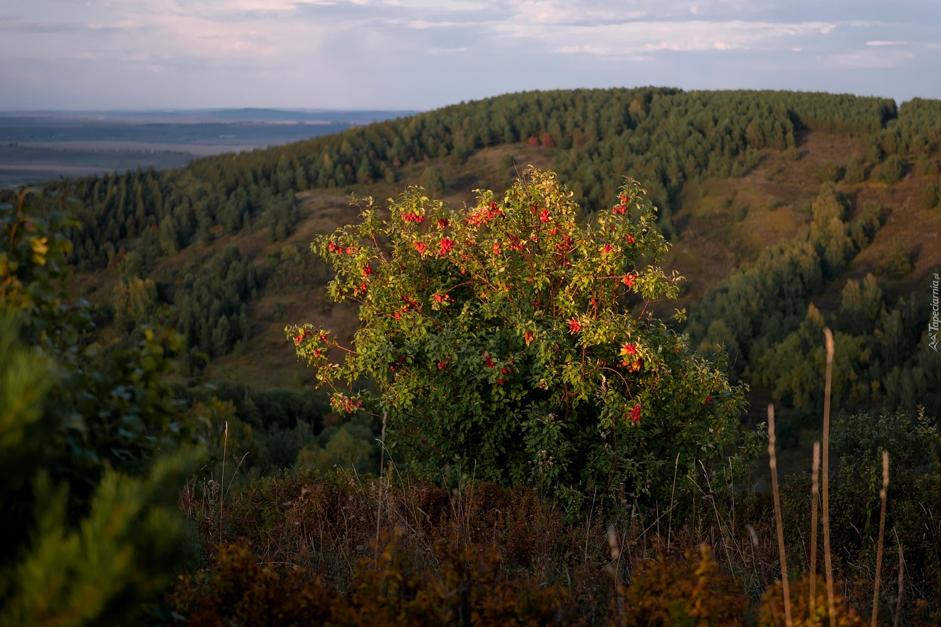 Wzgórze, Drzewa, Krzew, Czerwone, Owoce