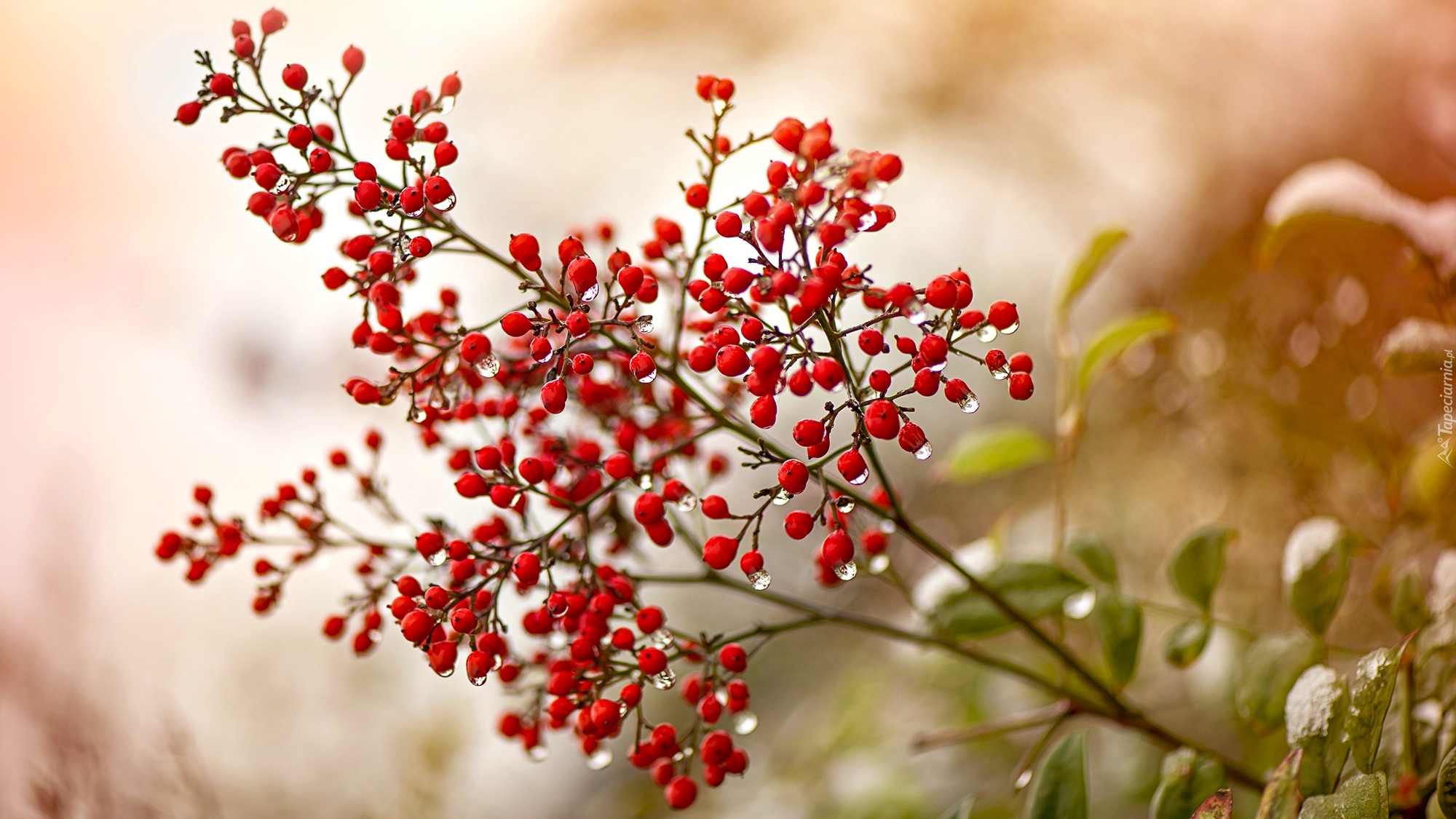 Gałązka, Krzew, Nandina, Niebiański bambus, Krople, Rozmycie