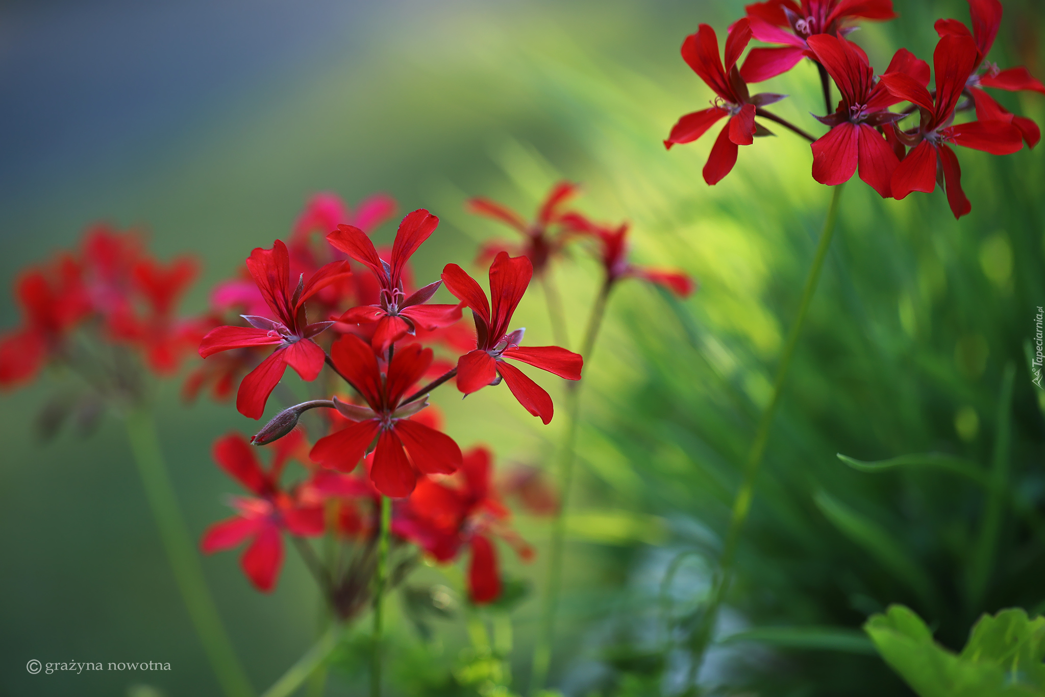 Czerwona, Pelargonia, Kwiat