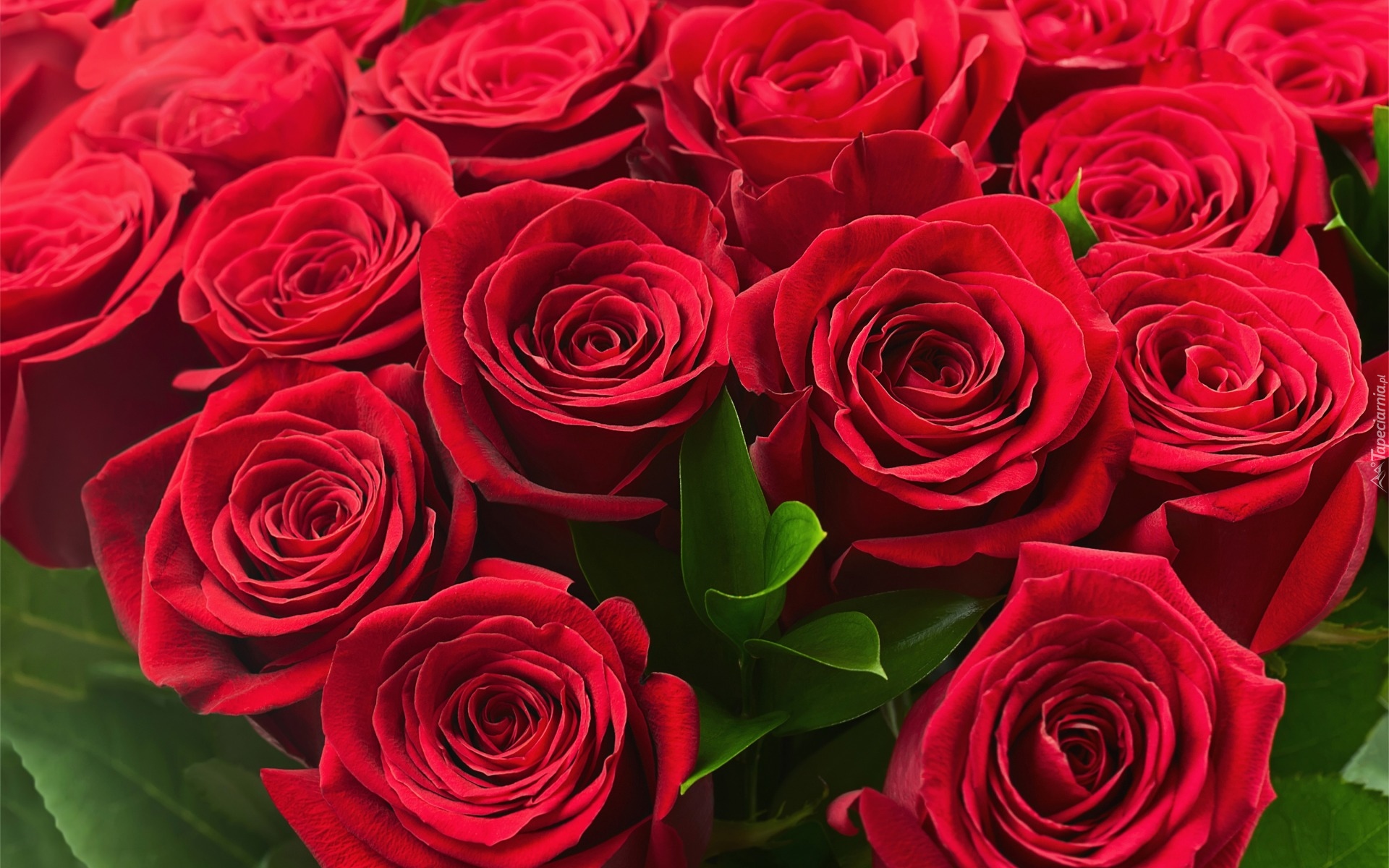 Kwiaty, Bukiet, Róże, Czerwone