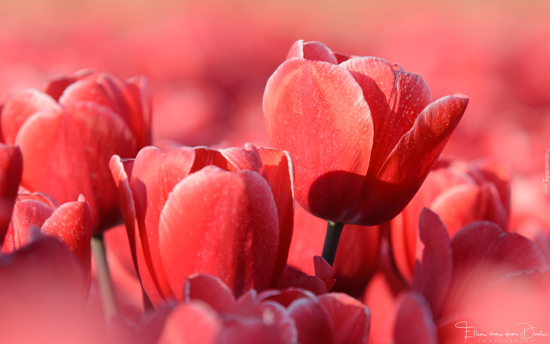 Tulipany, Czerwone, Zbliżenie