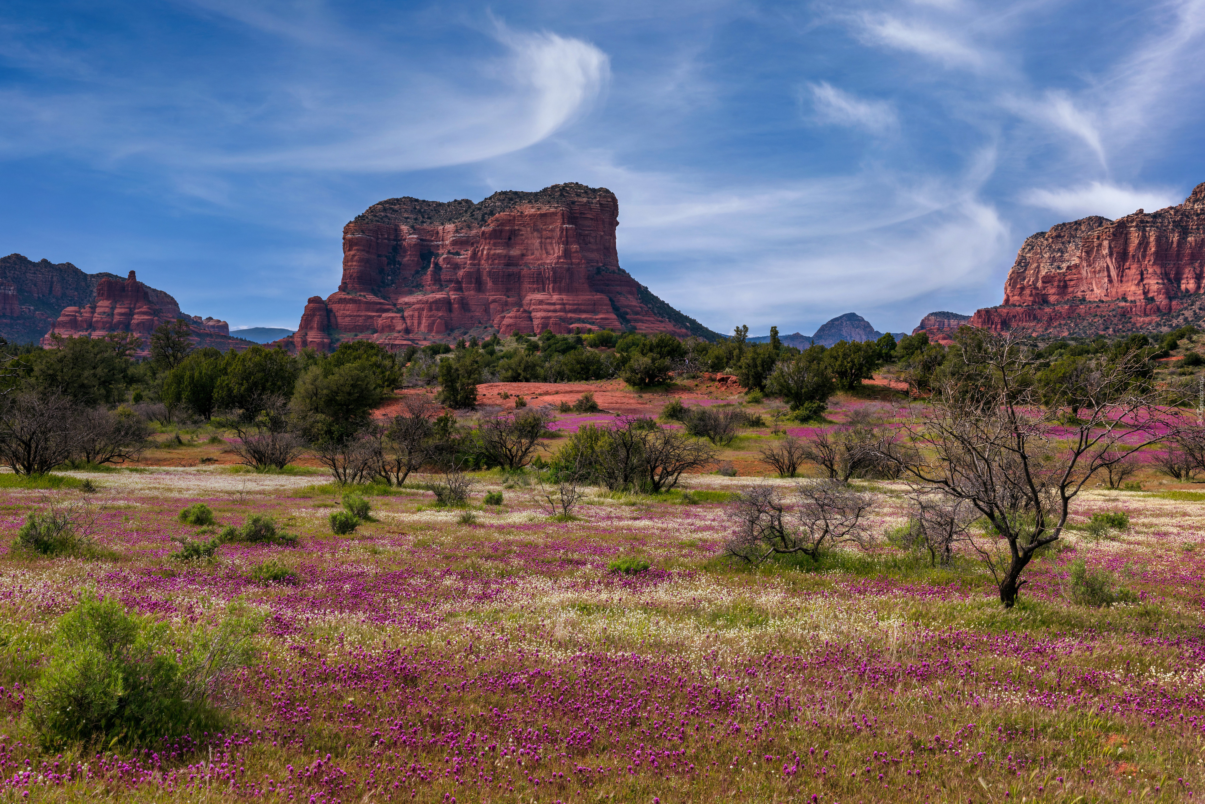 Stany Zjednoczone, Arizona, Sedona, Czerwone, Skały, Drzewa, Kwiaty