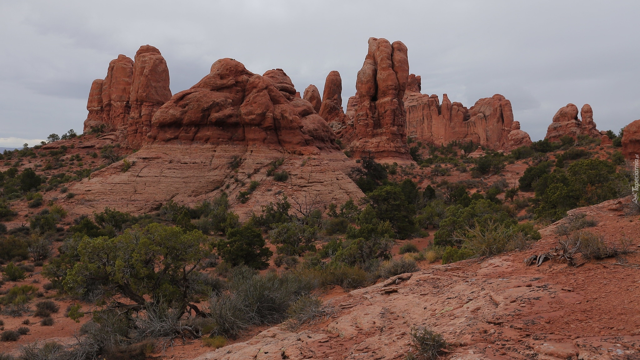 Czerwone, Skały, Rośliny, Park Narodowy Arches, Stan Utah, Stany Zjednoczone