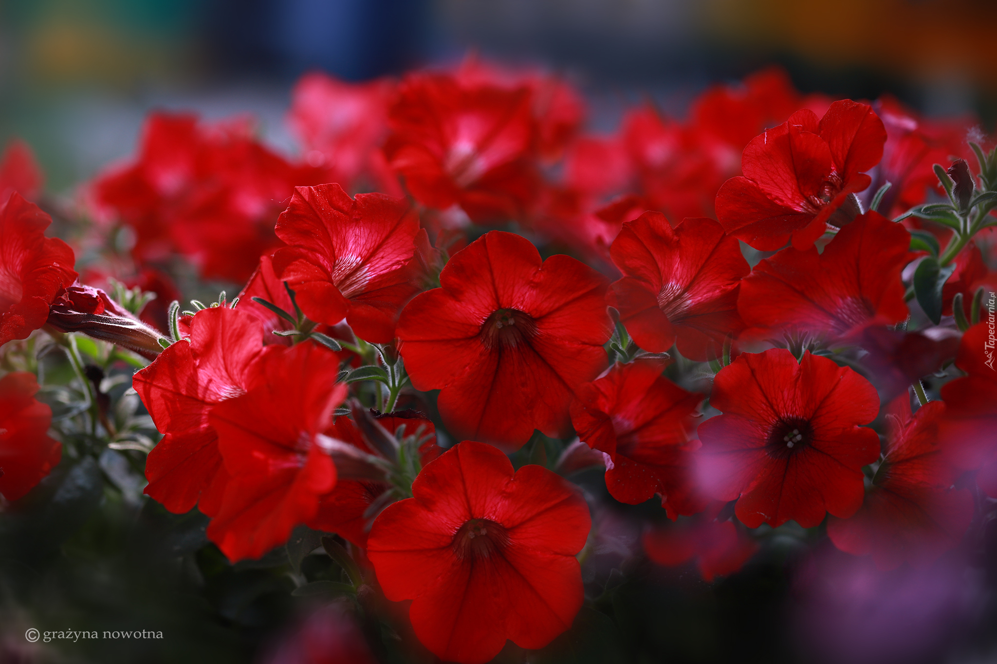 Czerwone, Surfinie, Kwiaty