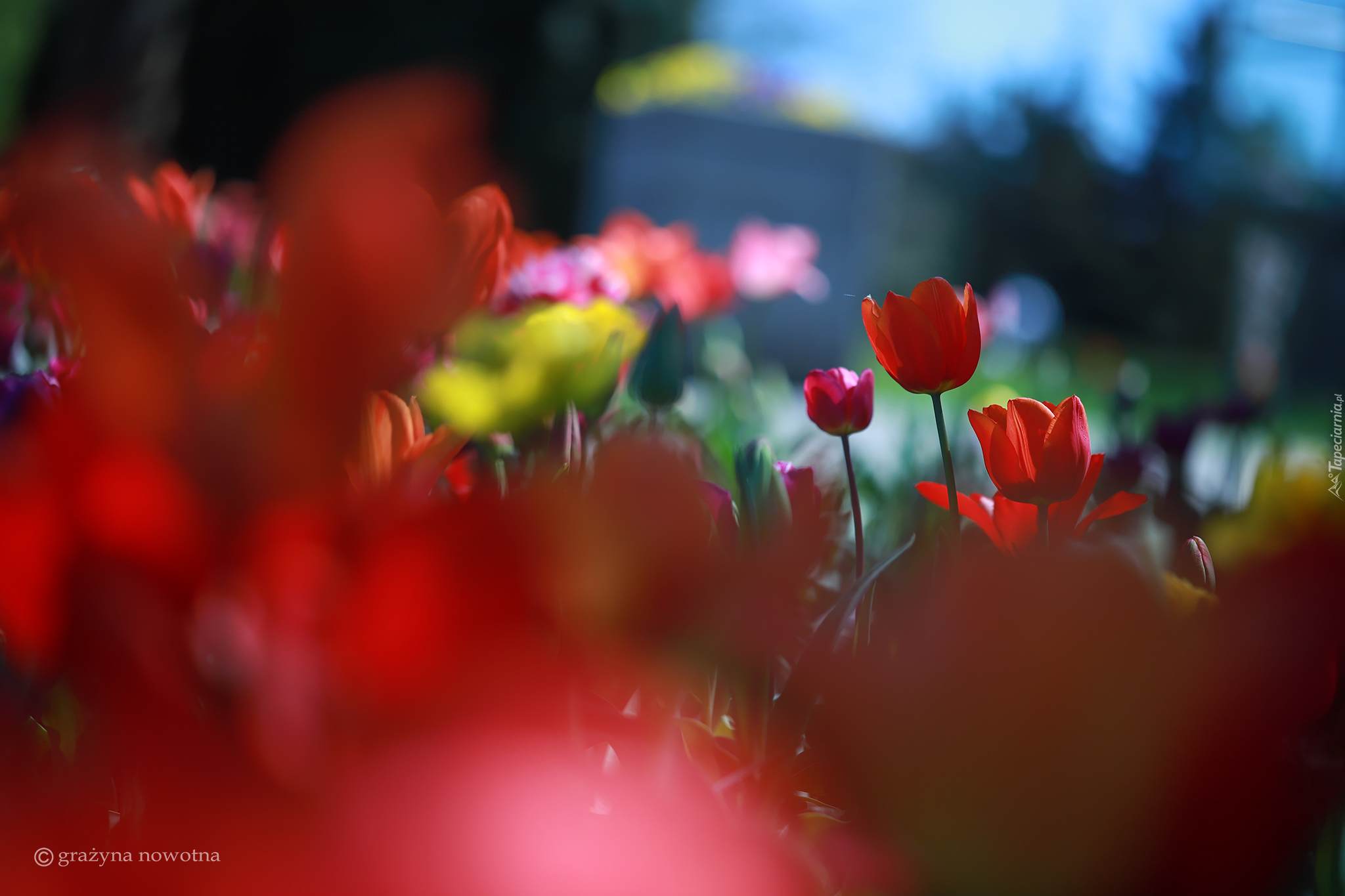 Czerwone, Tulipany, Kwiaty, Rozmycie