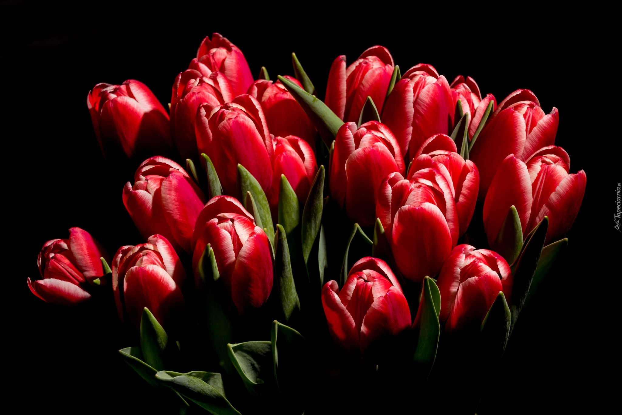 Czerwone, Tulipany, Czarne tło