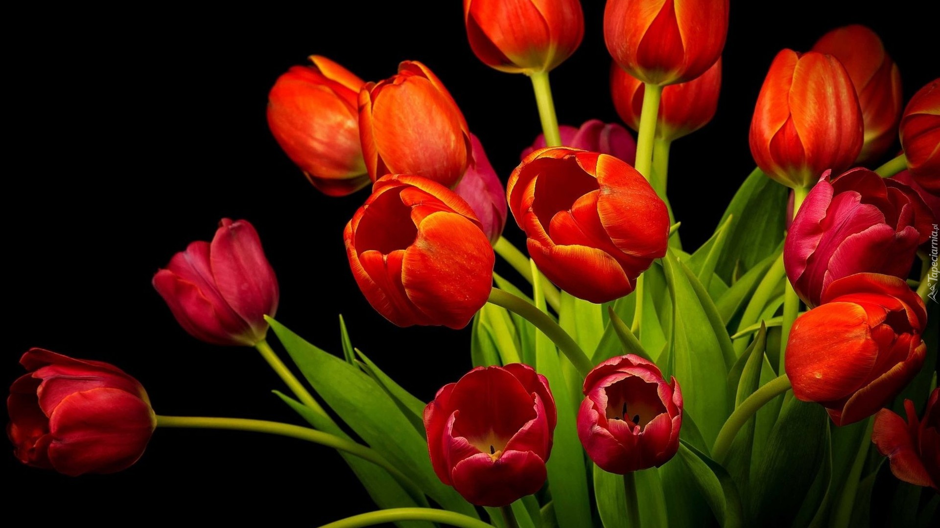 Bukiet, Czerwone, Tulipany