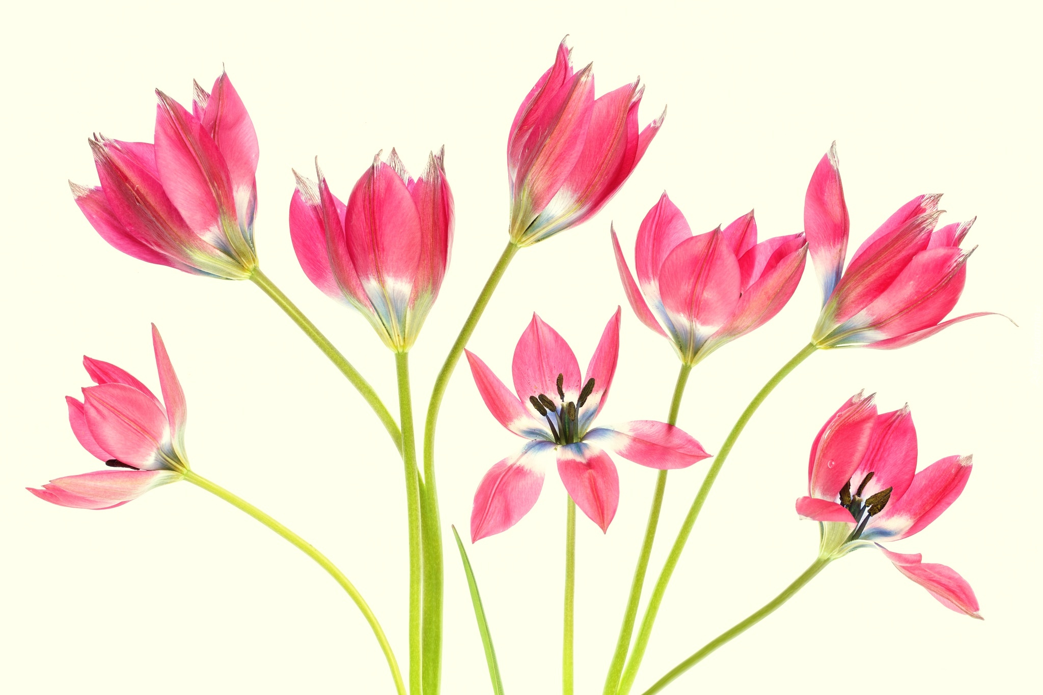 Tulipany, Czerwone, Kwiaty, Jasnożółte, Tło