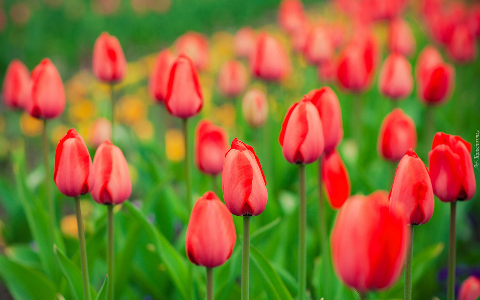 Tulipany, Czerwone, Kwiaty, Pąki, Rozmyte tło