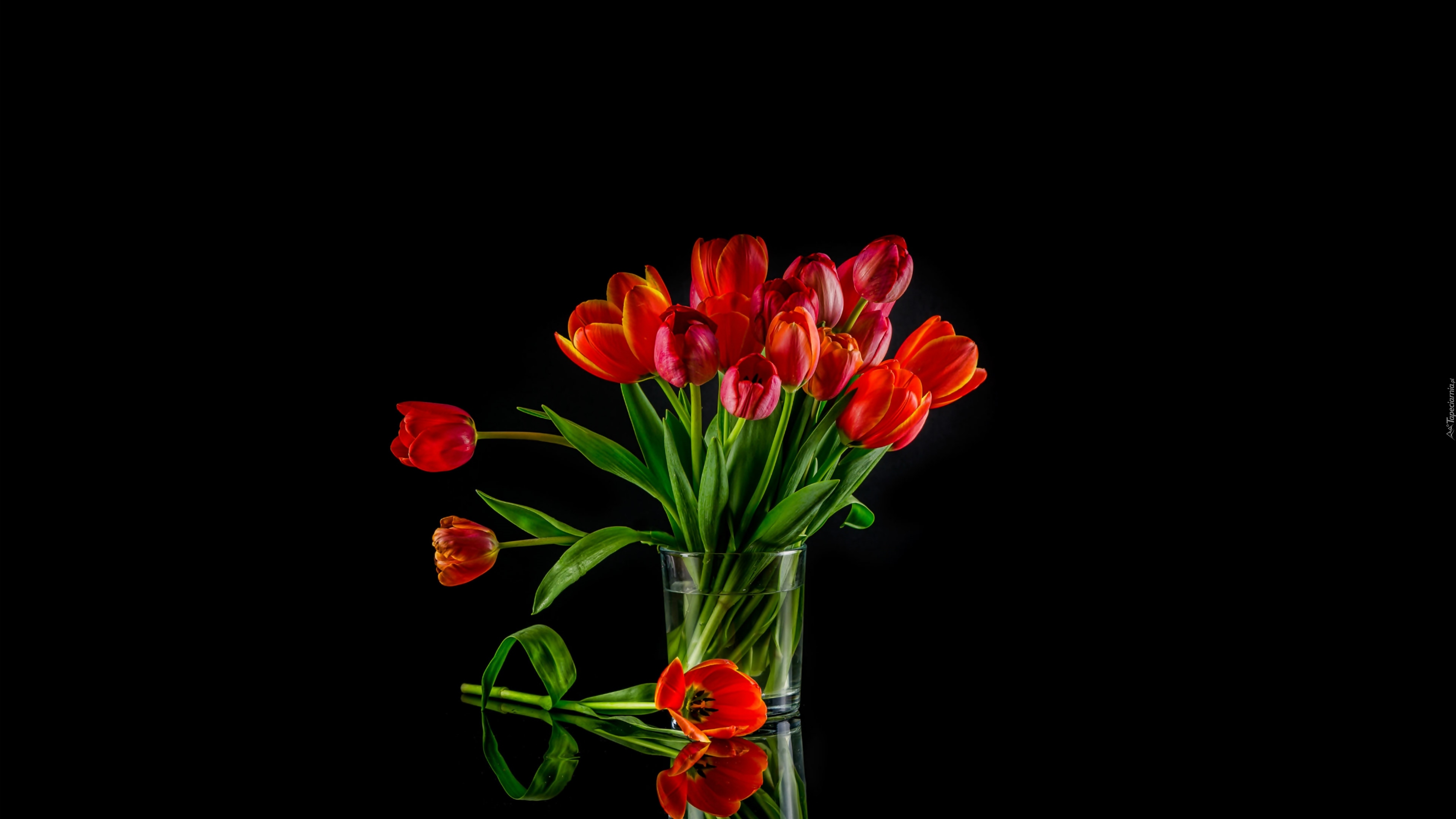 Czerwone, Tulipany, Bukiet, Czarne tło