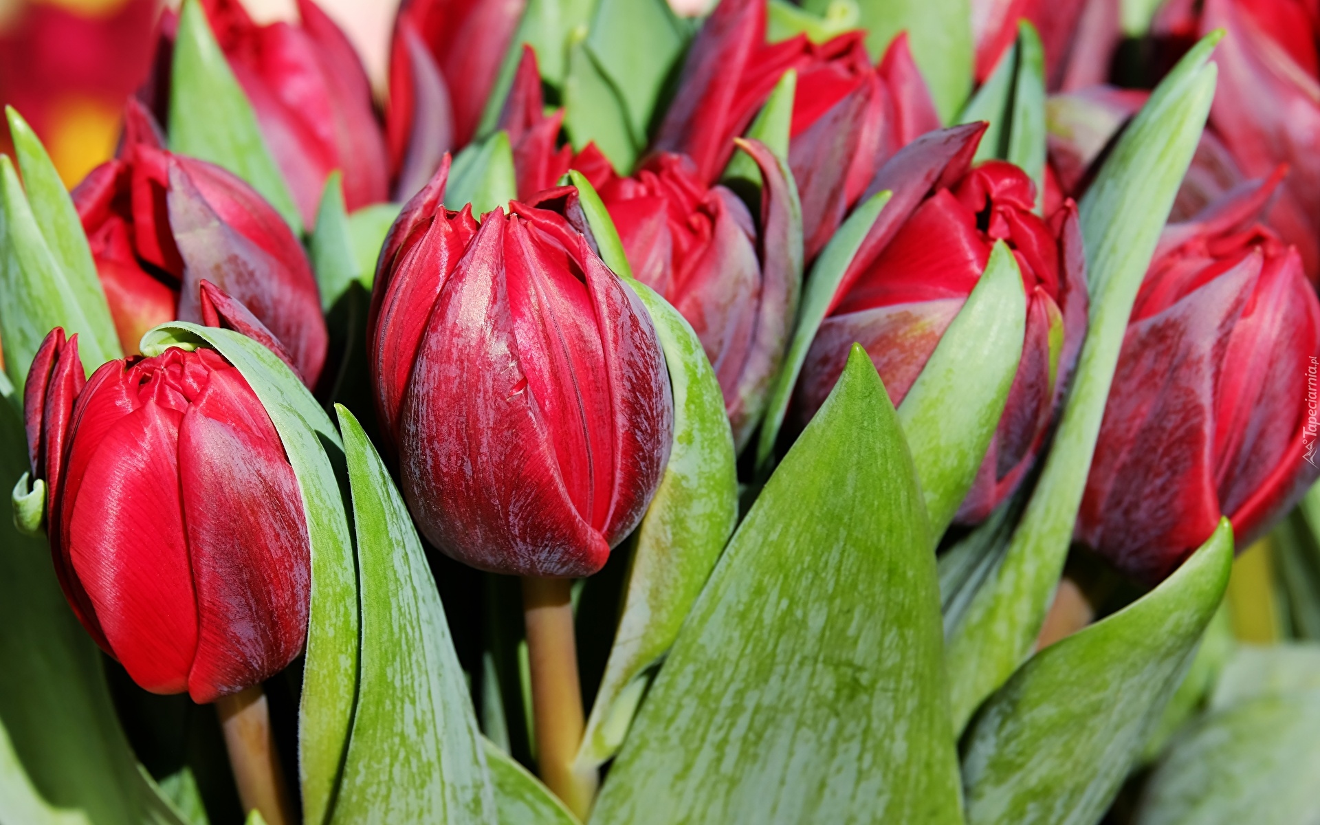 Kwiaty, Czerwone, Tulipany, Zbliżenie