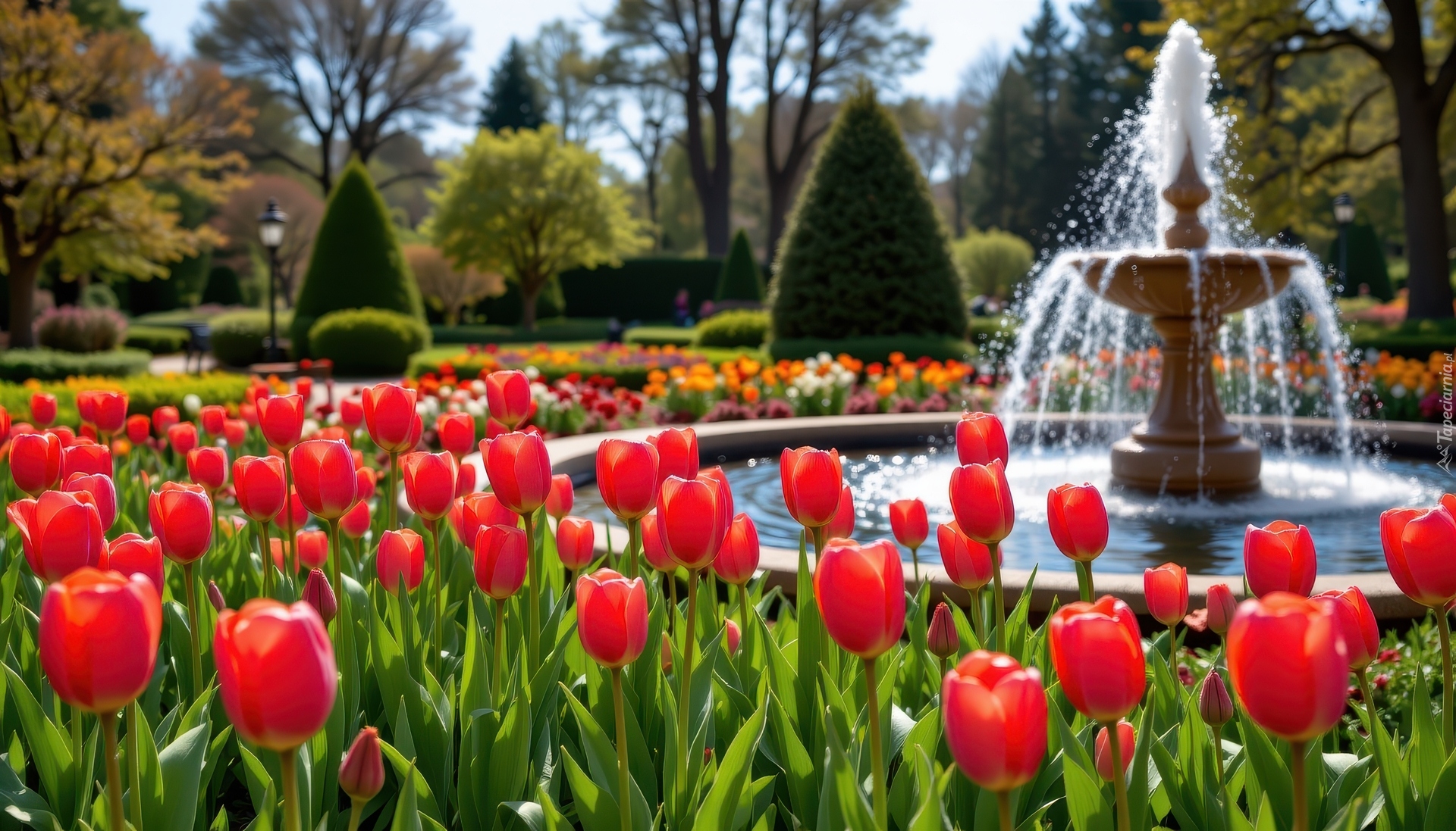 Park, Fontanna, Kwiaty, Czerwone, Tulipany, Drzewa, Wiosna