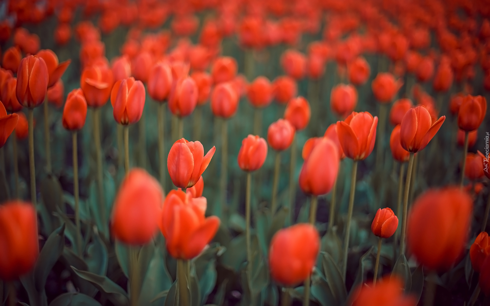 Czerwone, Kwiaty, Tulipany, Rozmycie
