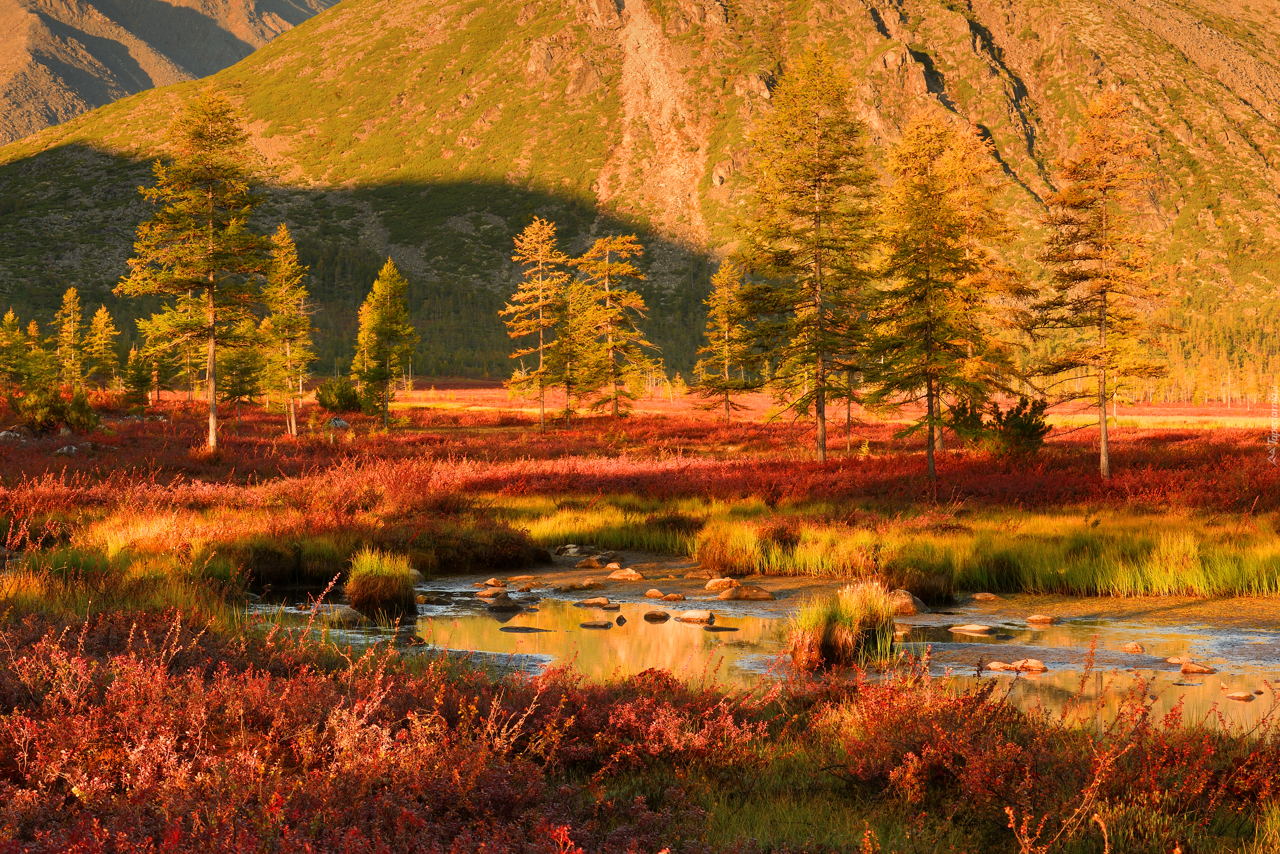 Jesień, Góry Kołymskie, Drzewa, Roślinność, Kolorowa, Trawa, Kołyma, Magadan, Rosja