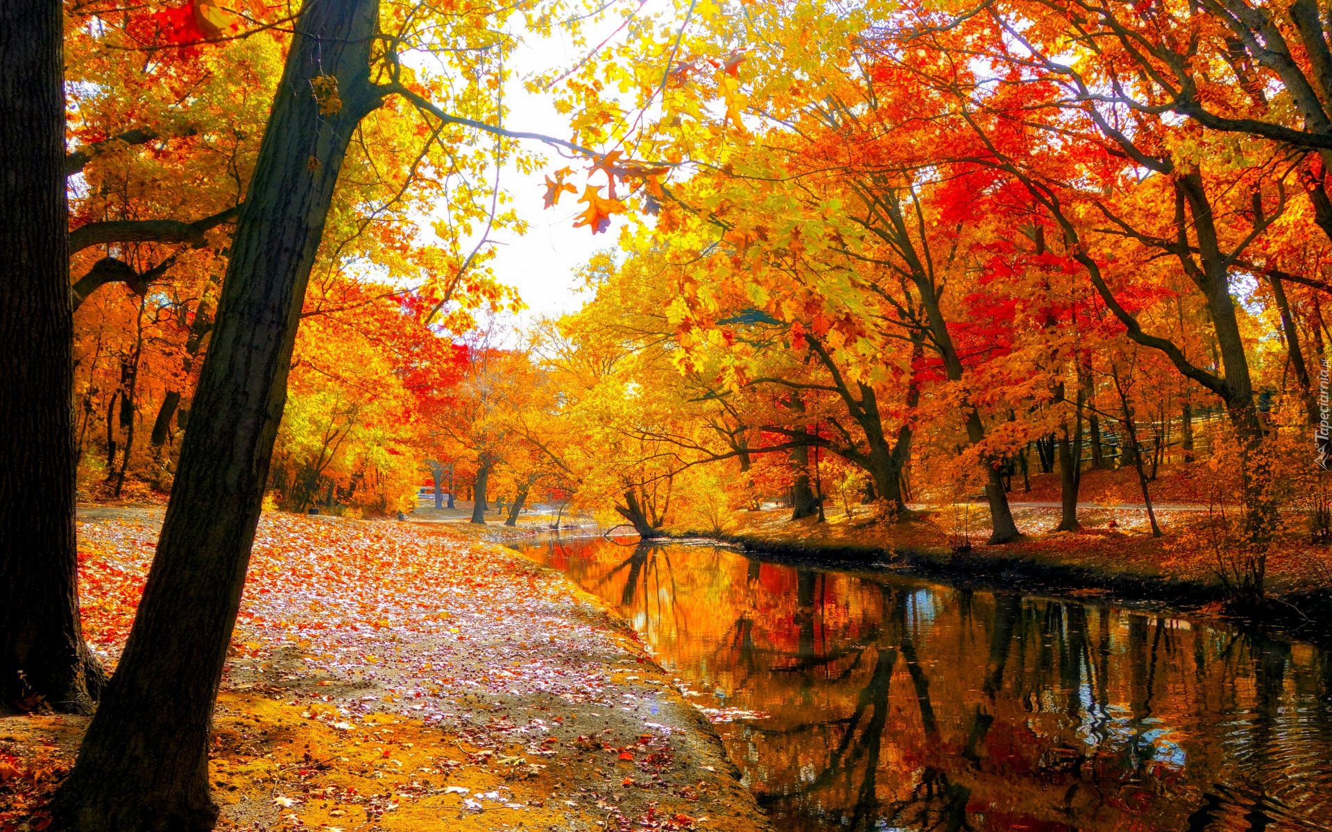 Jesień, Park, Kolorowe, Drzewa, Rzeka, Opadłe, Liście, Niebo