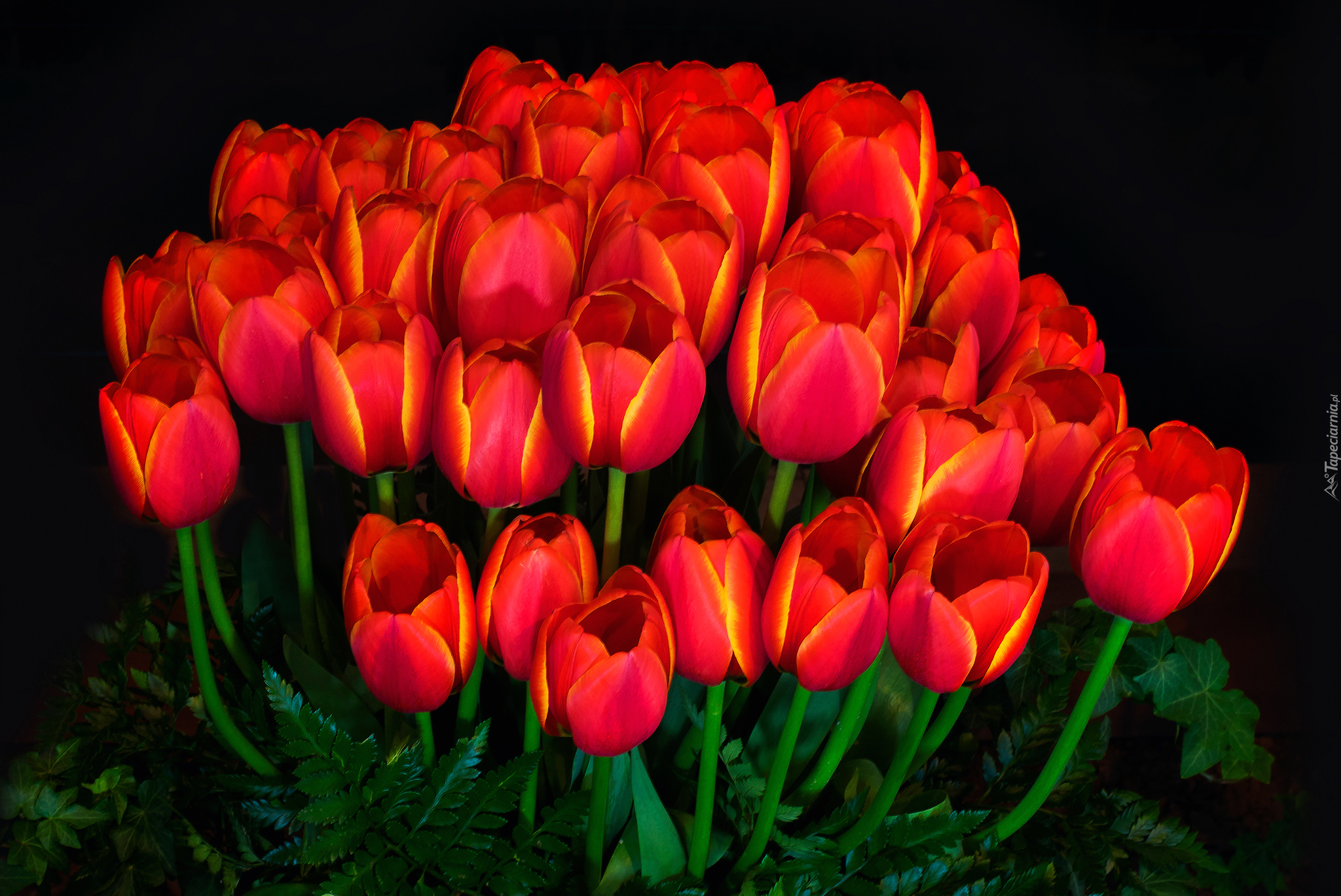 Kwiaty, Bukiet, Tulipany, Tło ciemne
