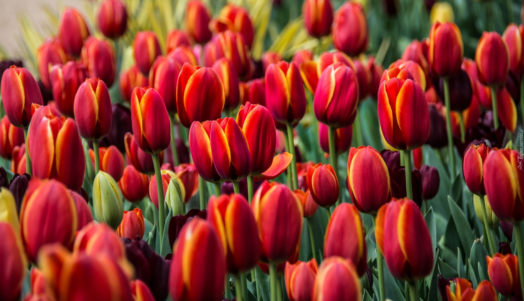 Czerwono-żółte, Tulipany