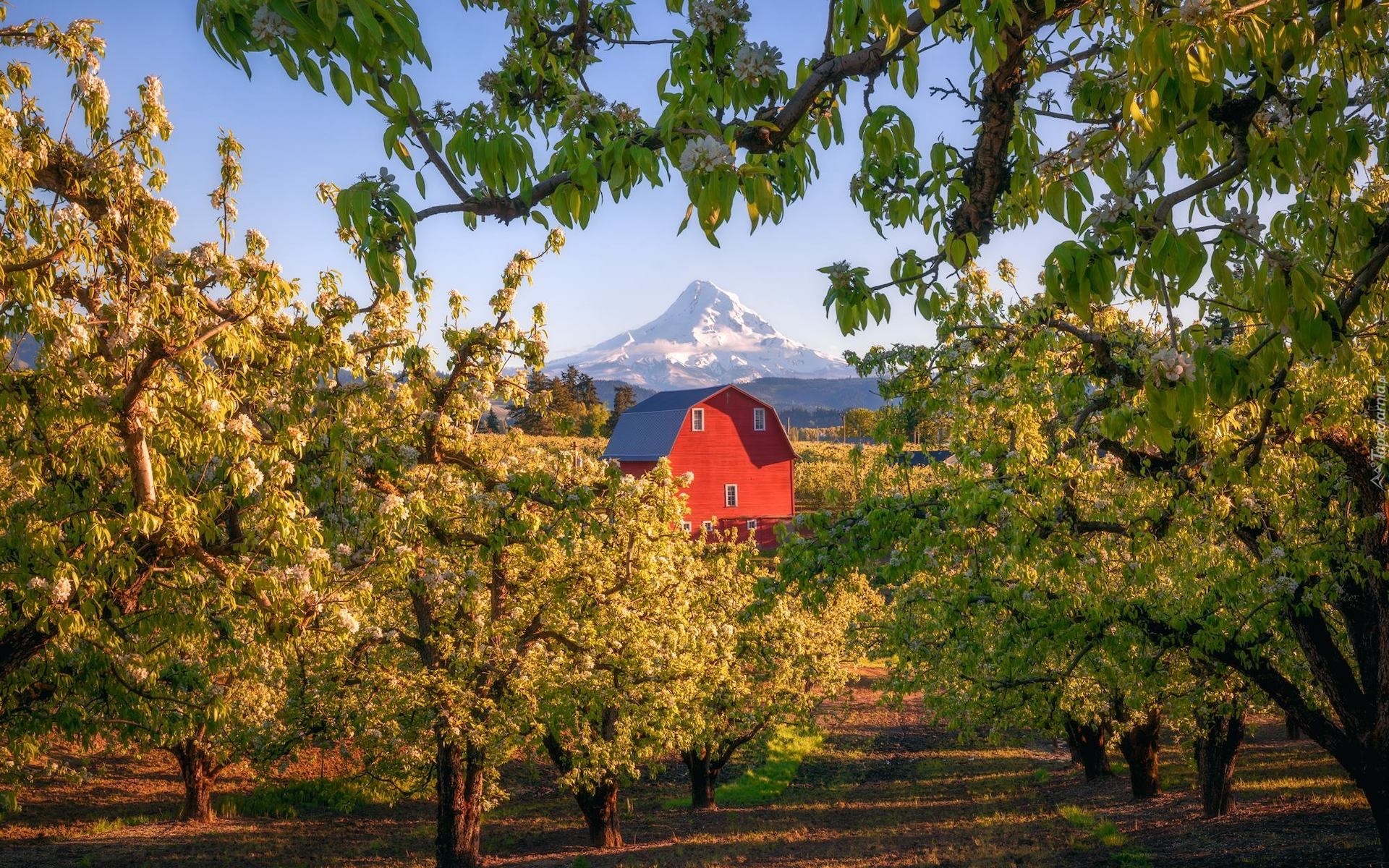 Stany Zjednoczone, Oregon, Stratowulkan, Góra, Mount Hood, Dom, Drzewa owocowe