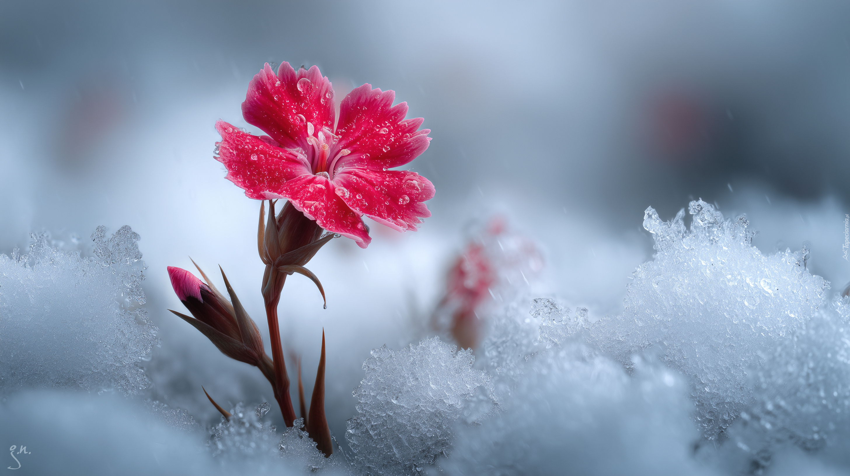 Czerwony, Goździk, Kwiat, Śnieg, Grafika AI