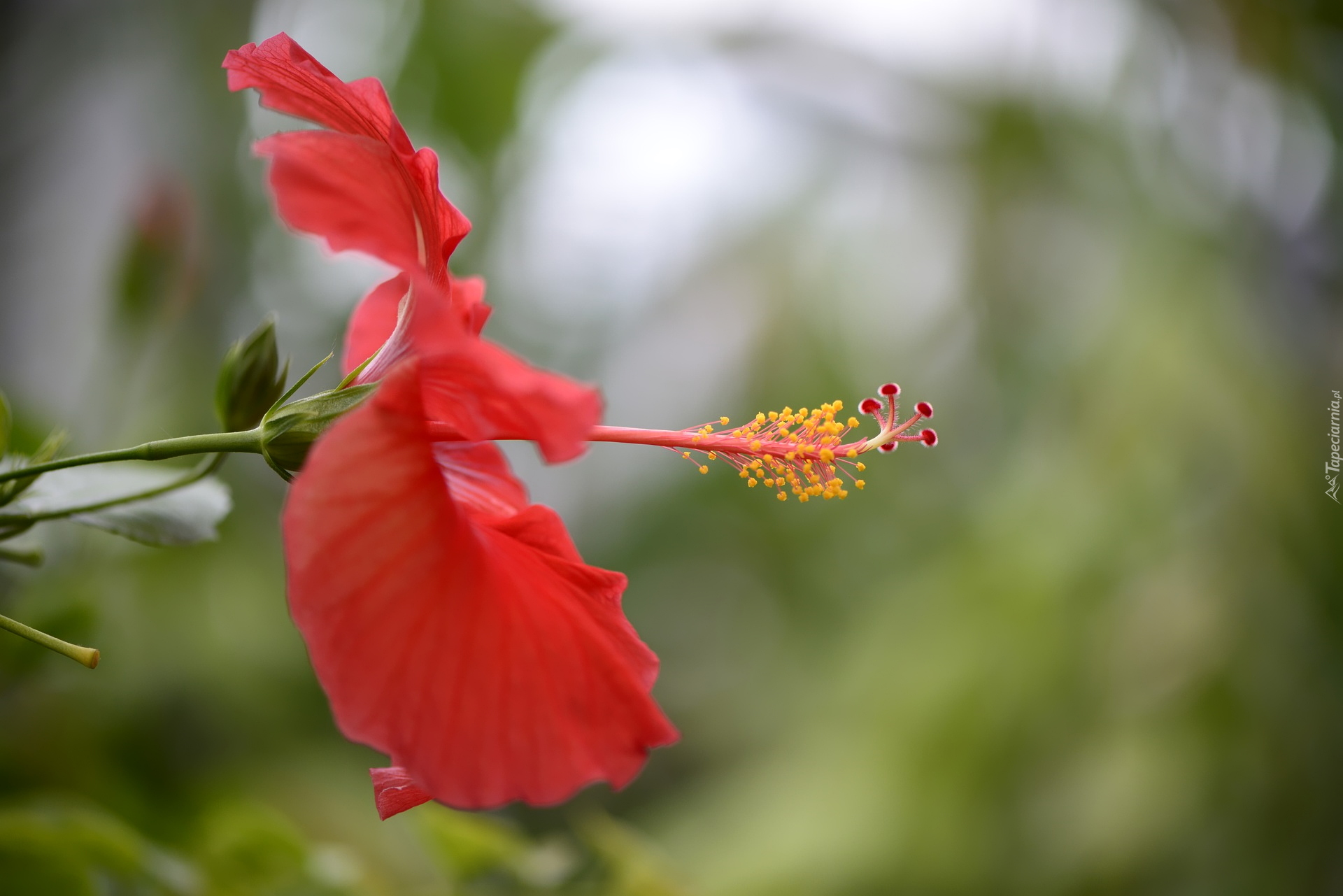 Czerwony, Kwiat, Hibiskus, Zbliżenie