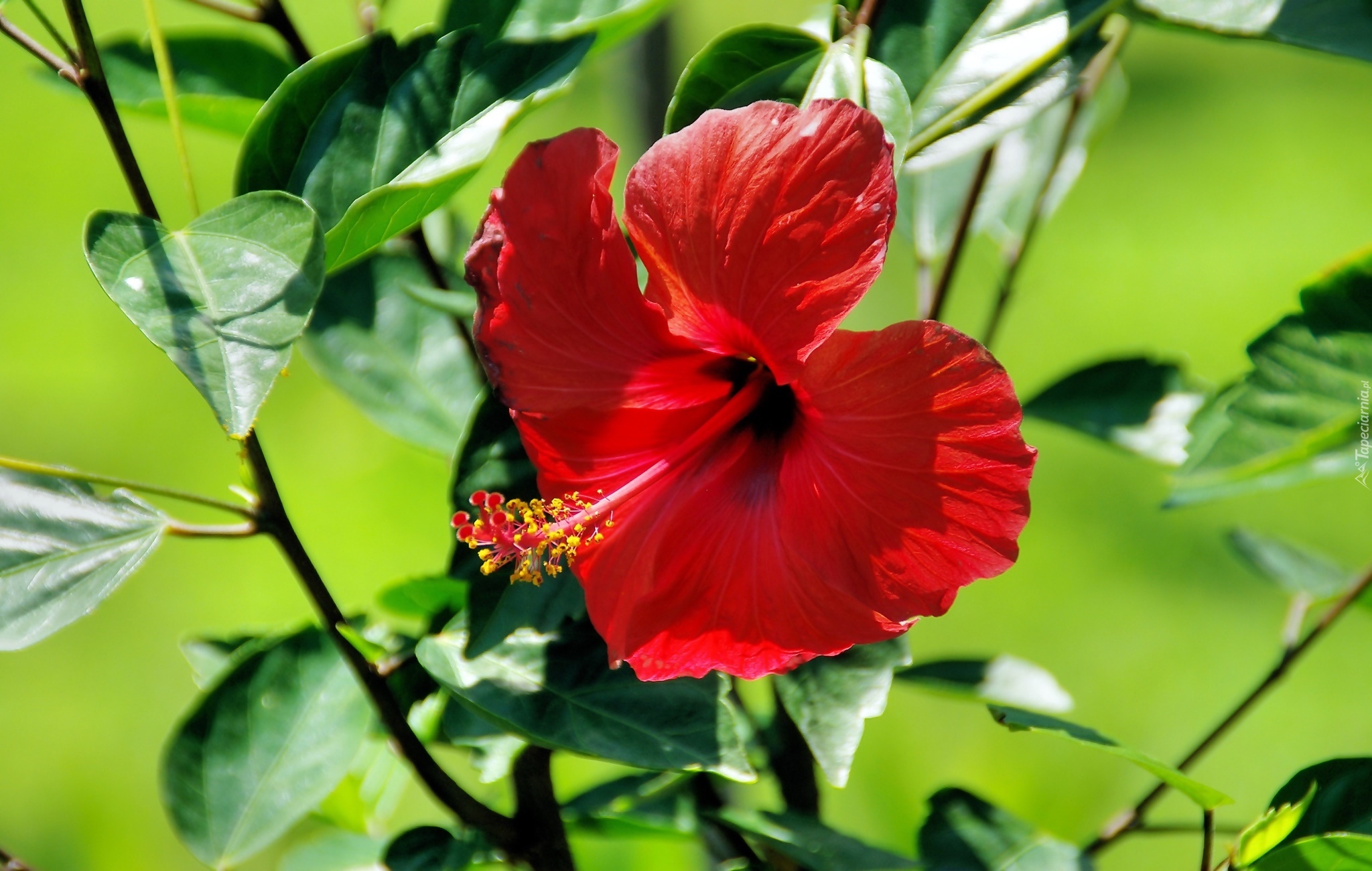 Hibiskus, Czerwony, Kwiat, Listki